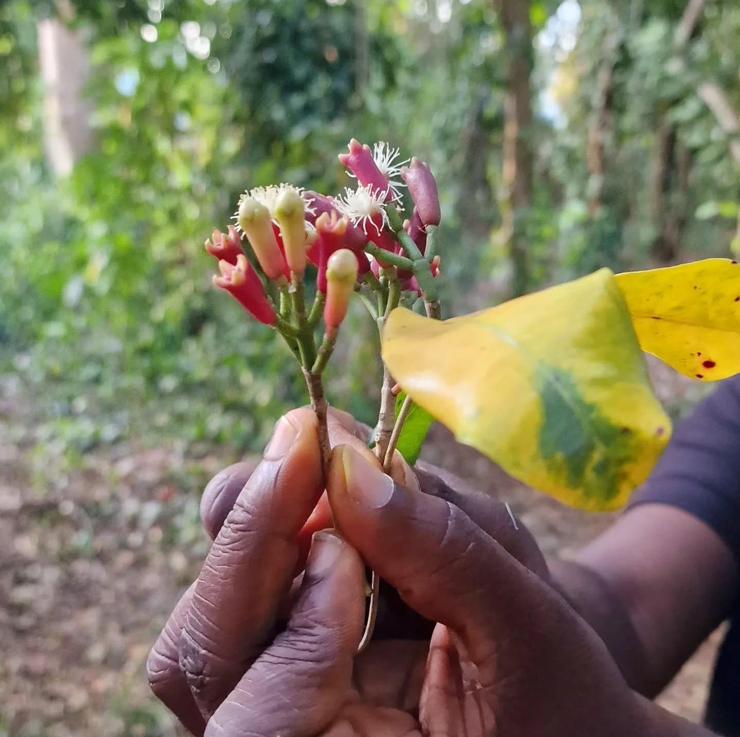 Zanzibar Full-Day: Stone Town, Spice Farm & Prison Island with Lunch