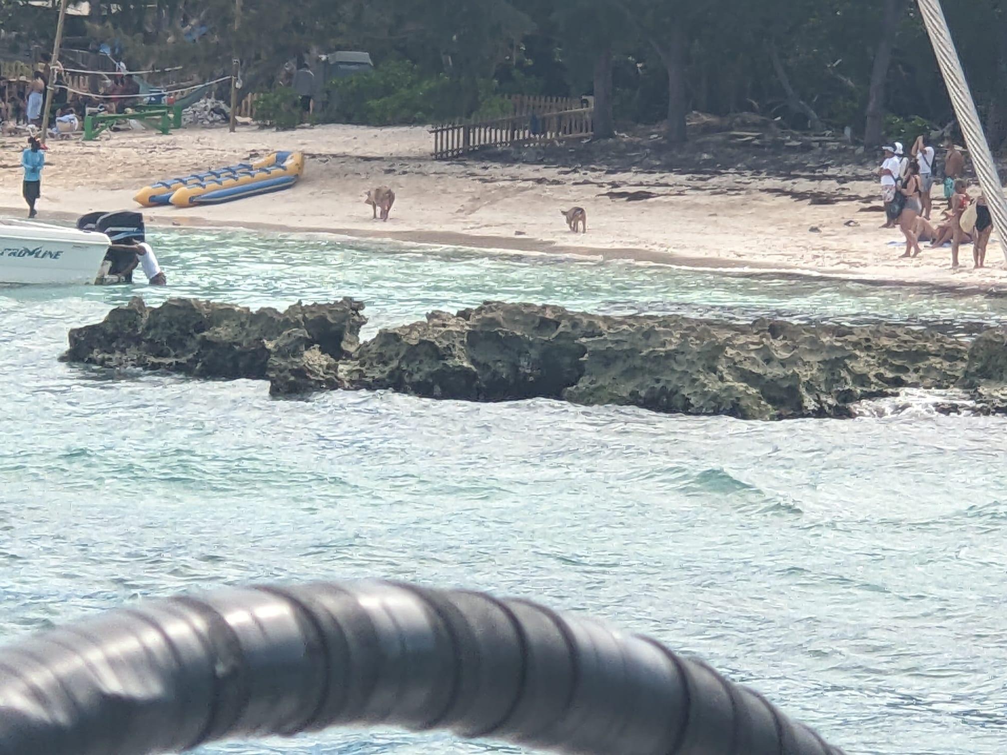 Nassau Catamaran Adventure: Swimming Pigs, Turtles & Snorkeling