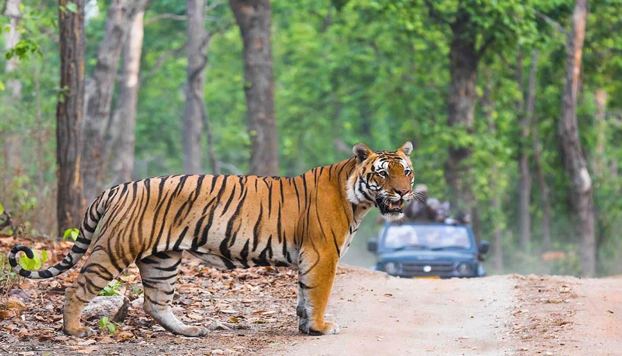 3-Day Ranthambore Tiger Safari Expedition from Delhi