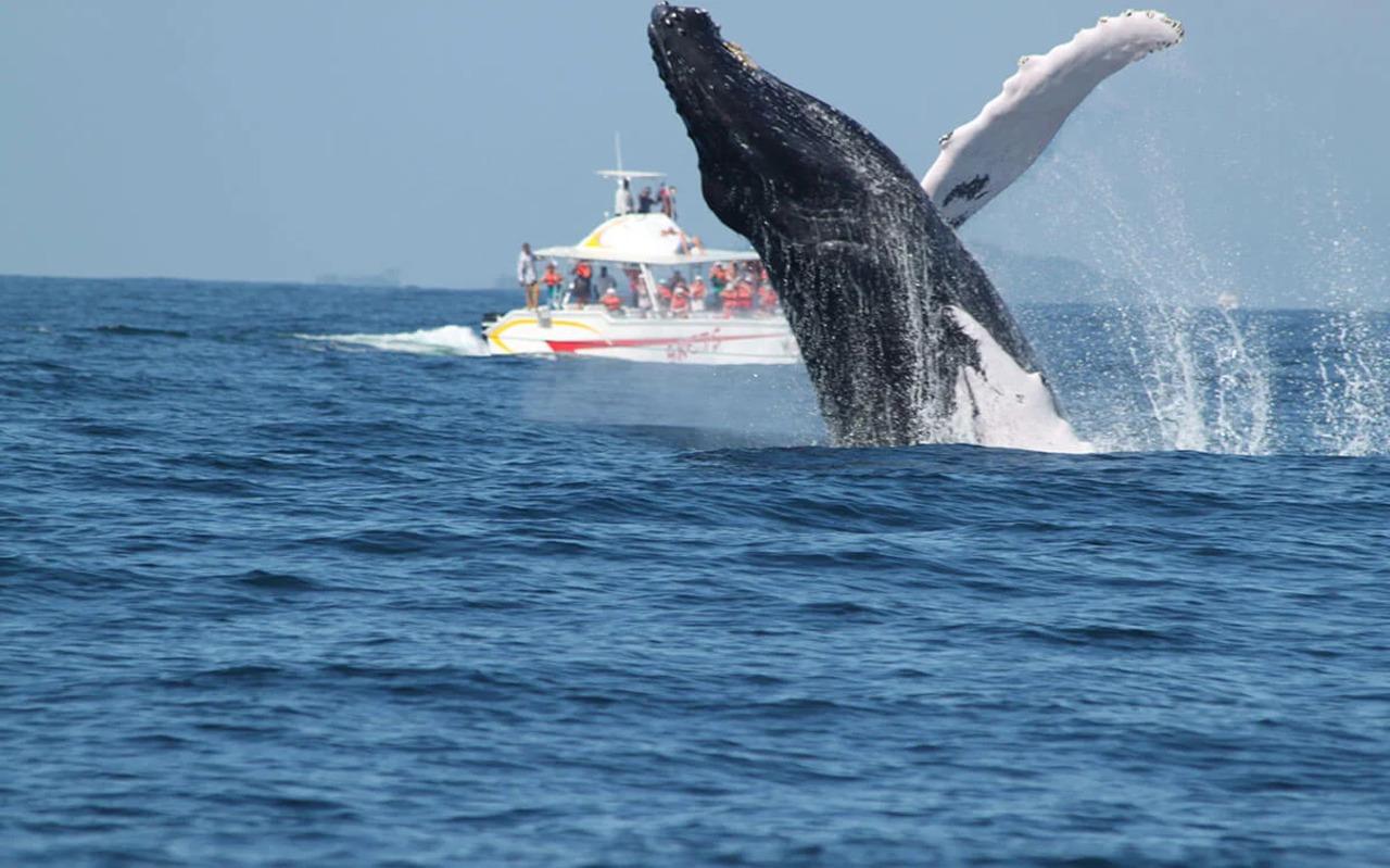 Samaná Whale Watching & El Limón Waterfall Adventure