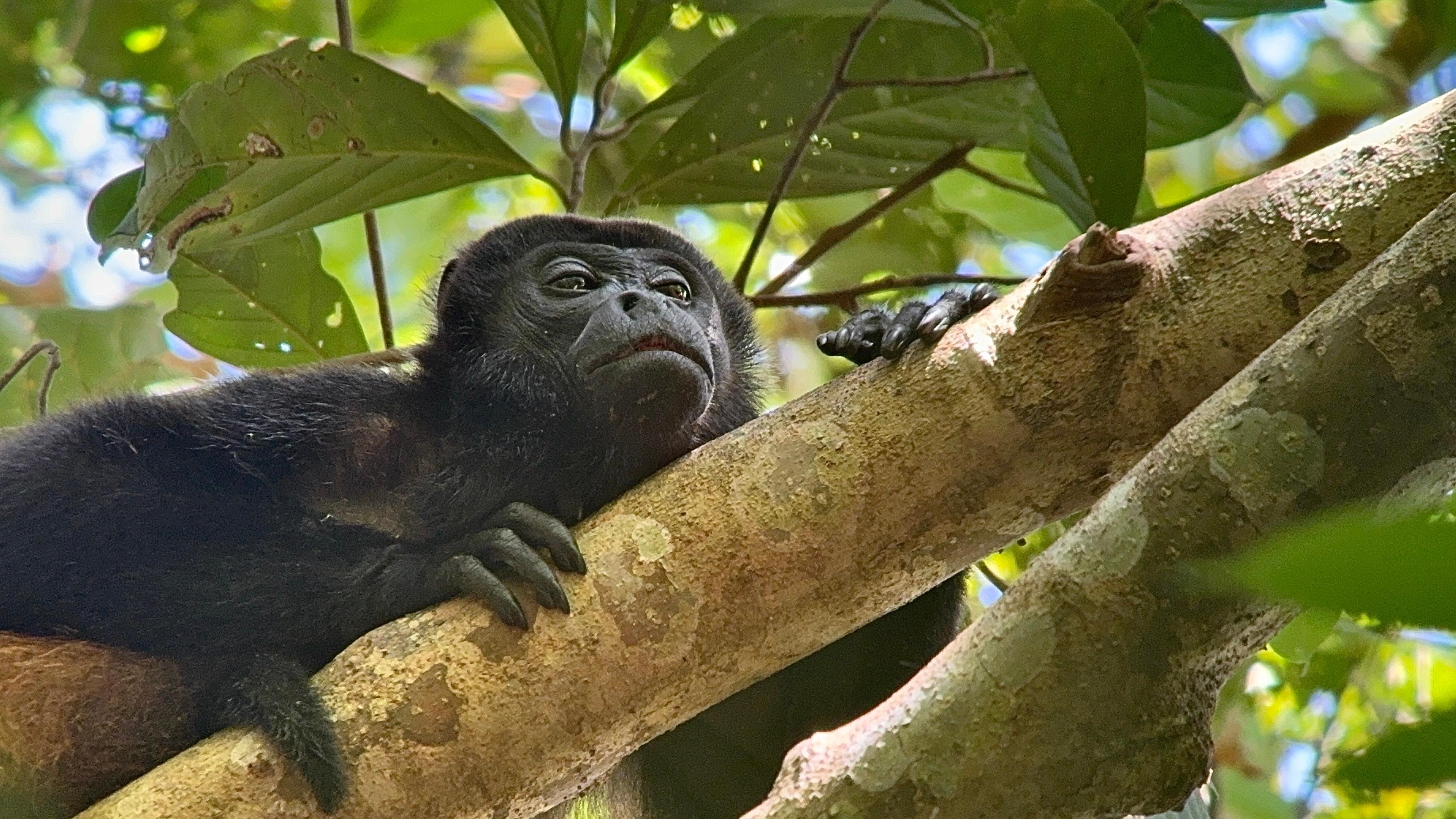 Corcovado National Park Full-Day Expedition from Puerto Jimenez