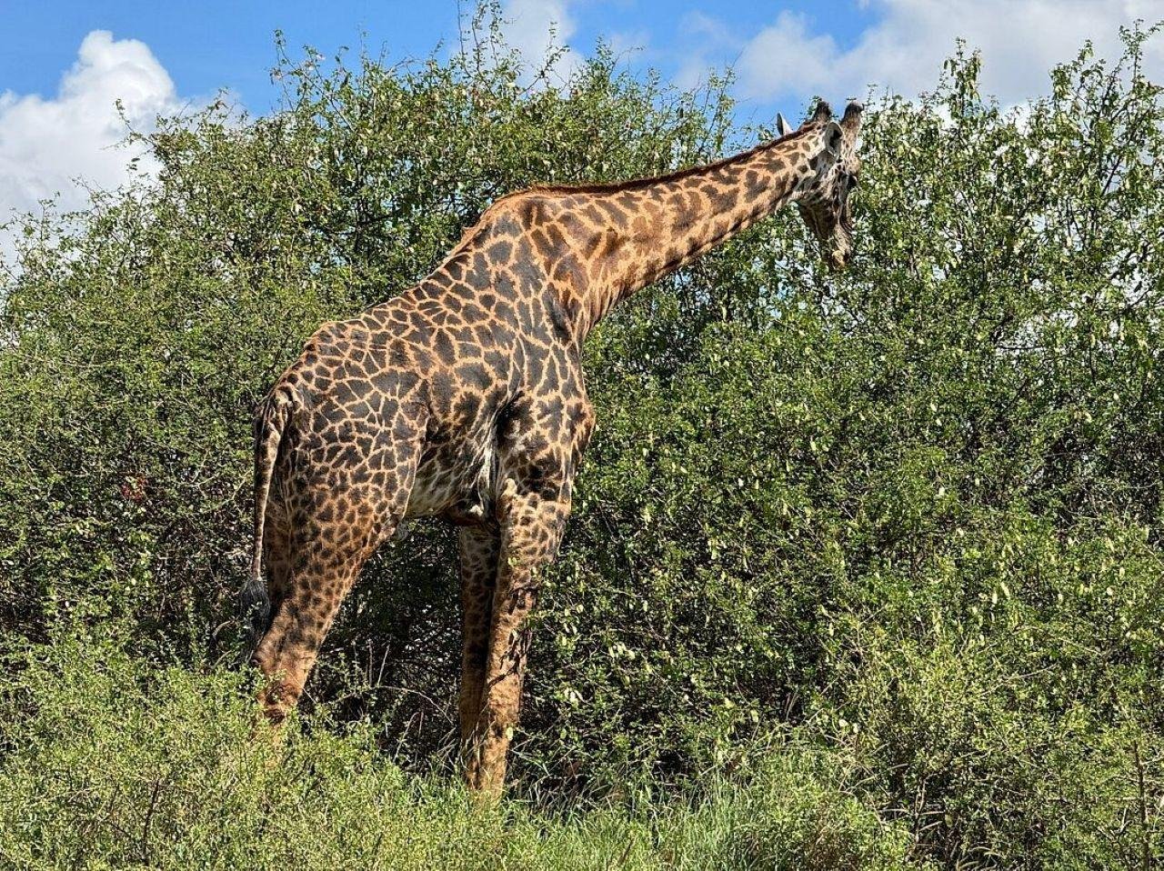 3-Day Maasai Mara Shared Jeep Safari from Nairobi