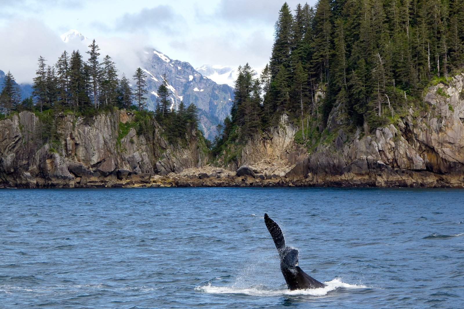 whale watching in Seward — photo 8