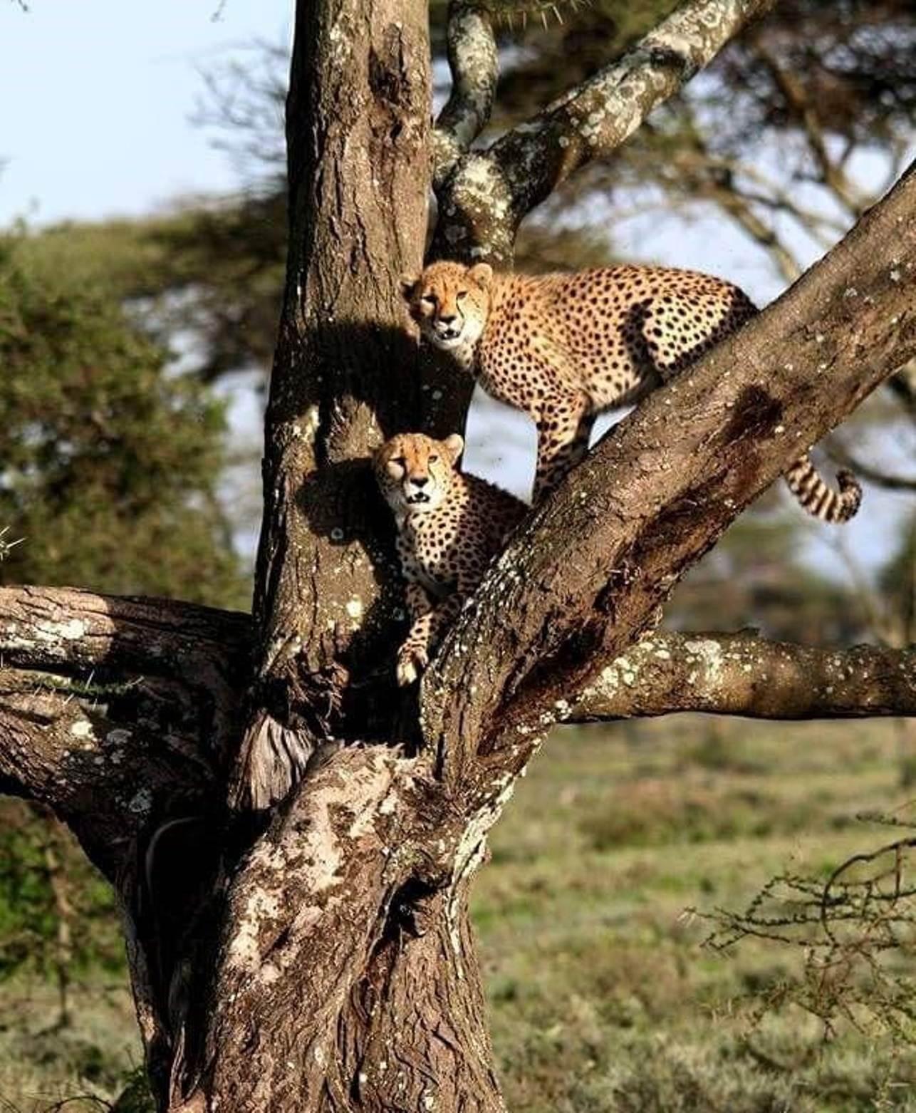Nairobi Safari: National Park, Elephant Orphanage & Giraffe Center