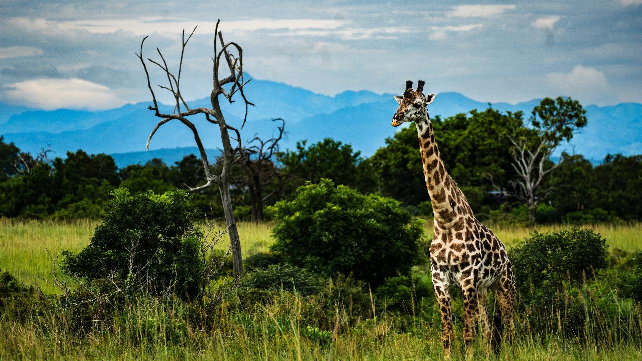 Zanzibar to Mikumi: Fly-In Safari Day Trip with Bush Lunch