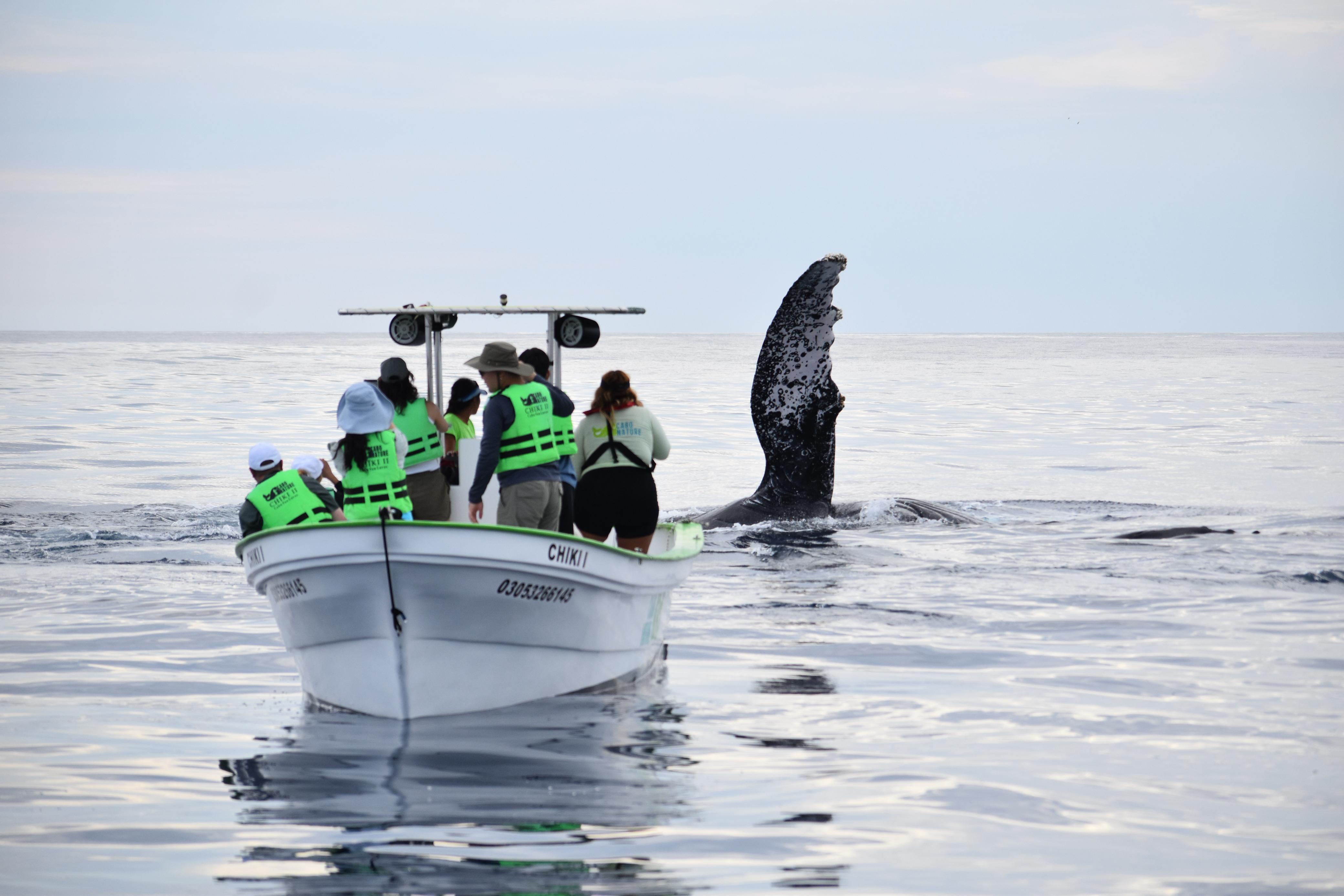 Cabo Whale Watching with All-Female Crew & Marine Biologist