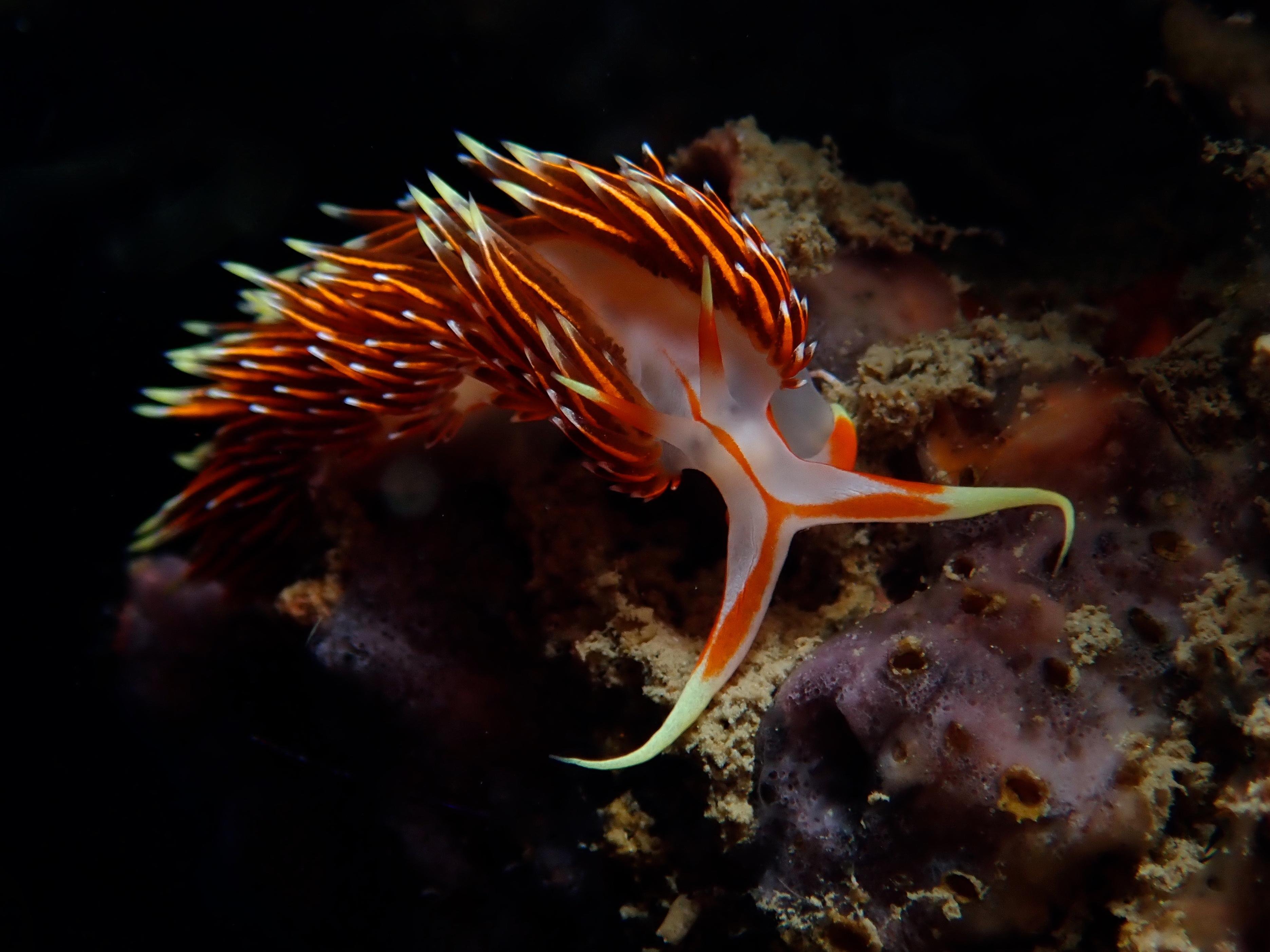 Phi Phi PADI Discover Scuba: 2-Dive Beginner Experience