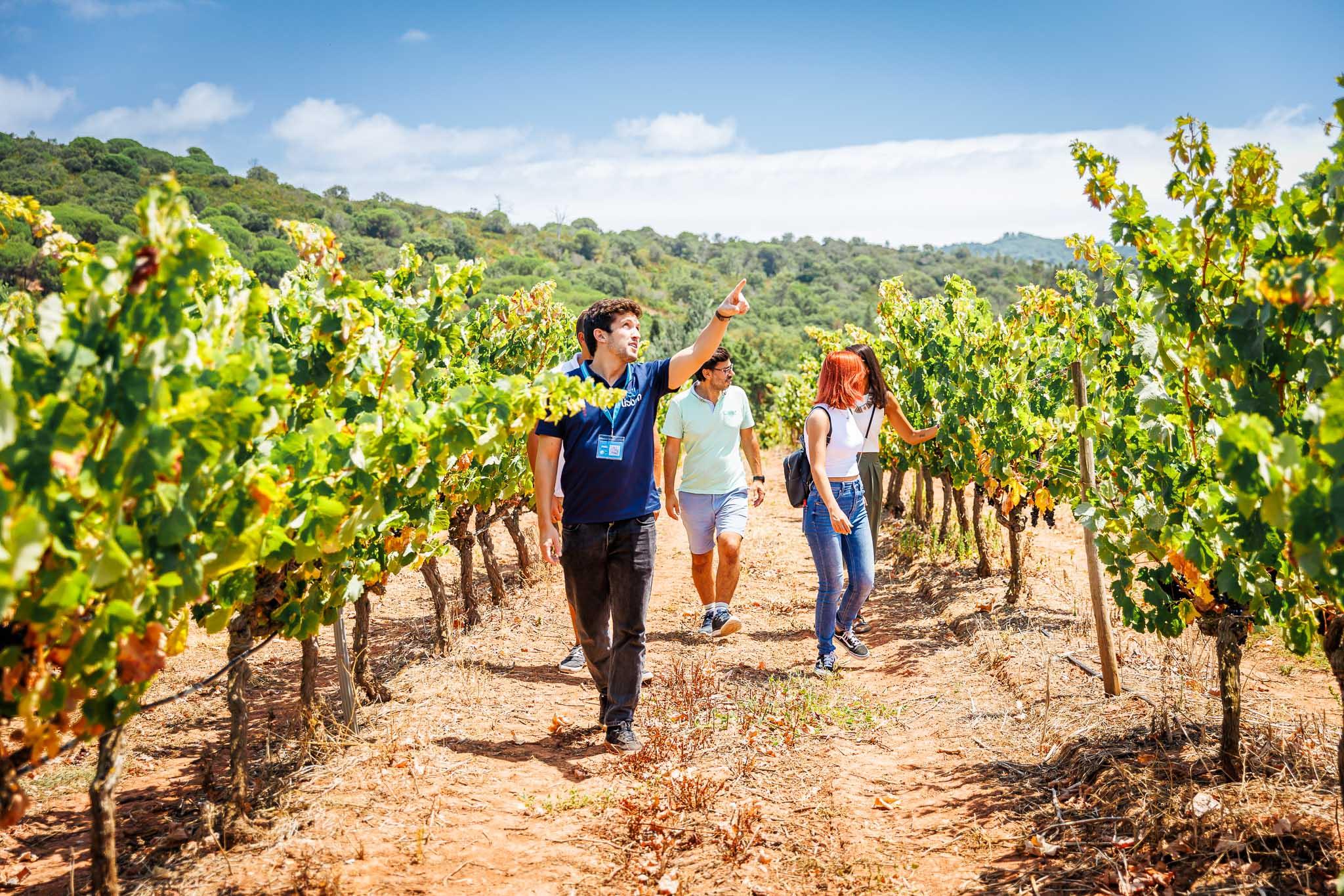 wine tour in Azeitão — photo 3