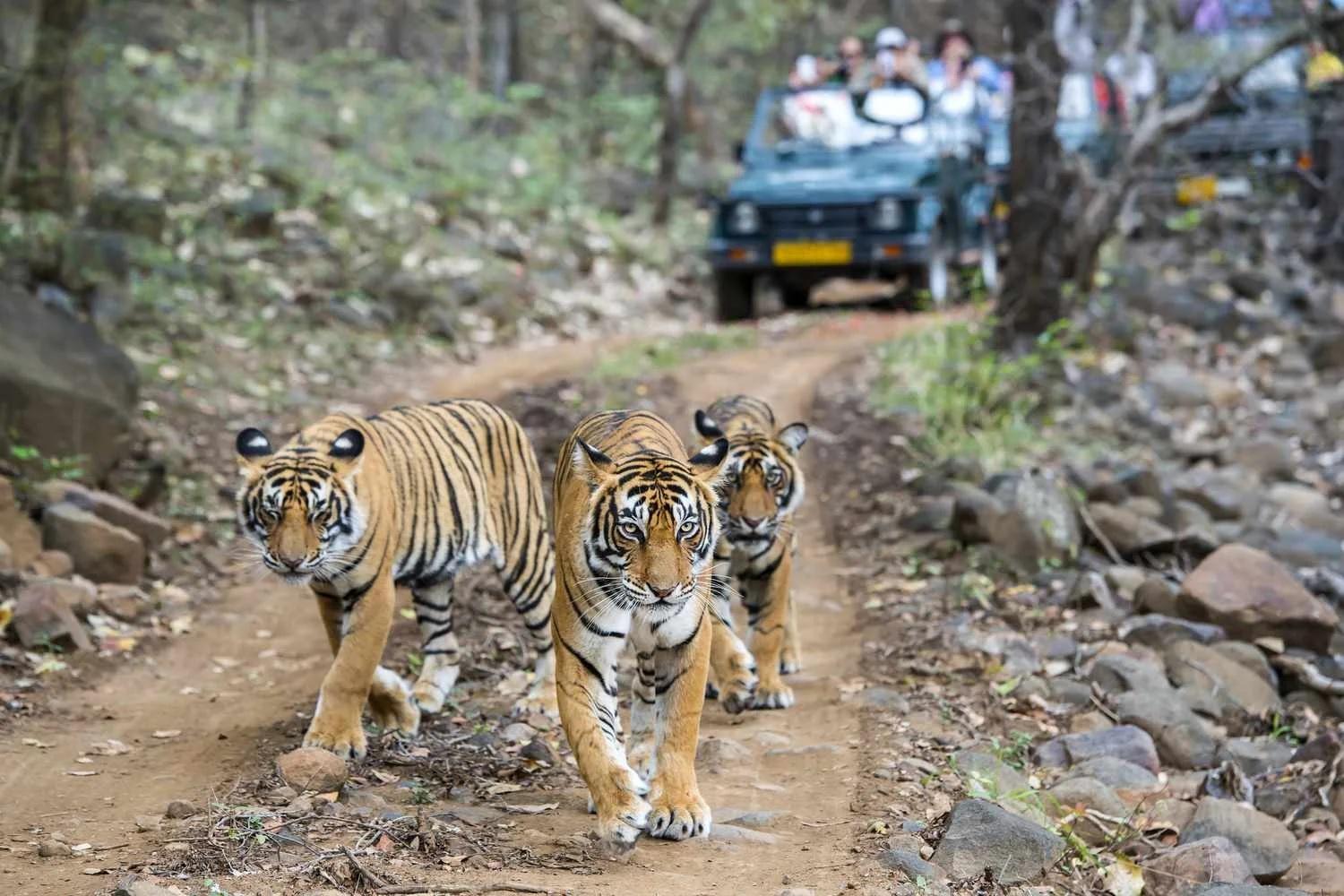 Ranthambore Tiger Safari Day Trip from Jaipur