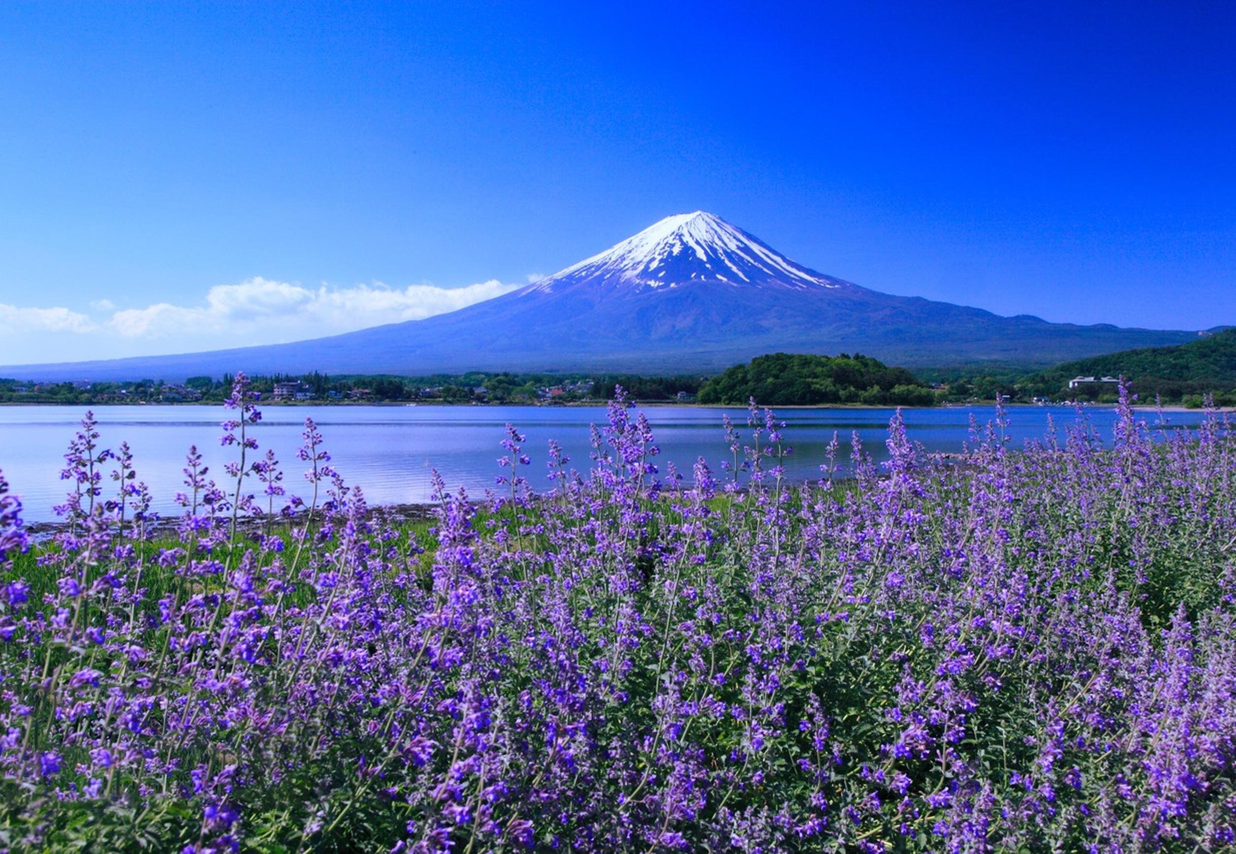 Mount Fuji Day Tour: Lake Kawaguchi, Iconic Photo Spots & Fuji-Q Highland
