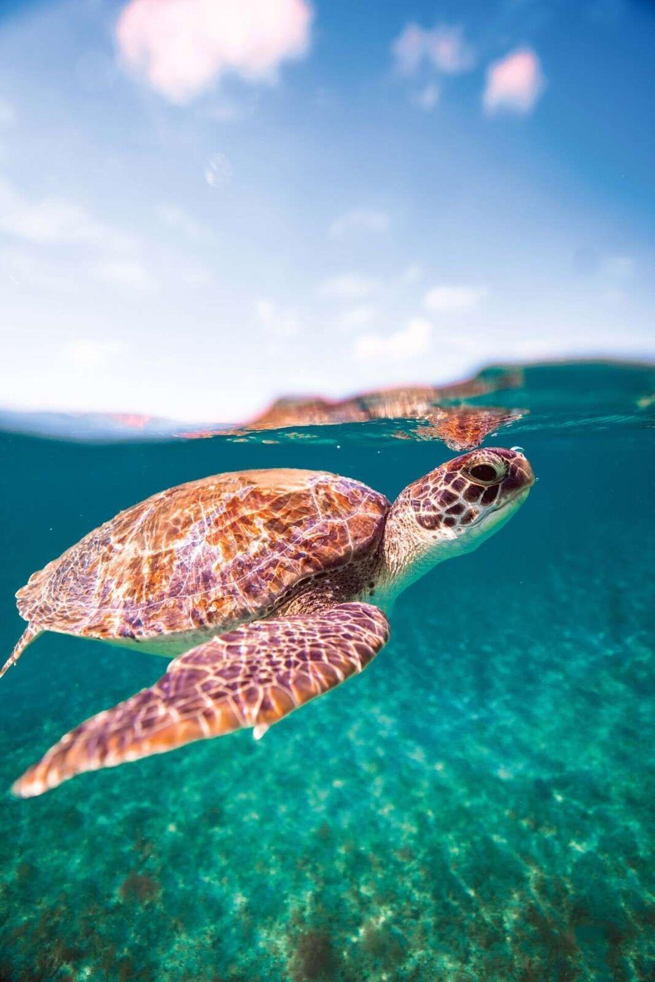 Nungwi Lagoon Sea Turtle Swim, Zanzibar