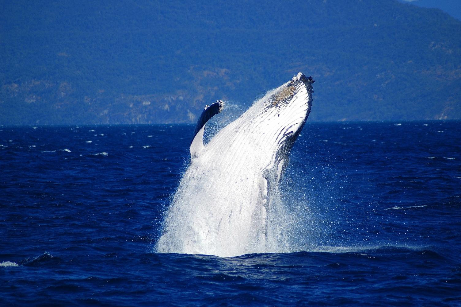Fitzroy Island & Humpback Whale Watching Tour from Cairns