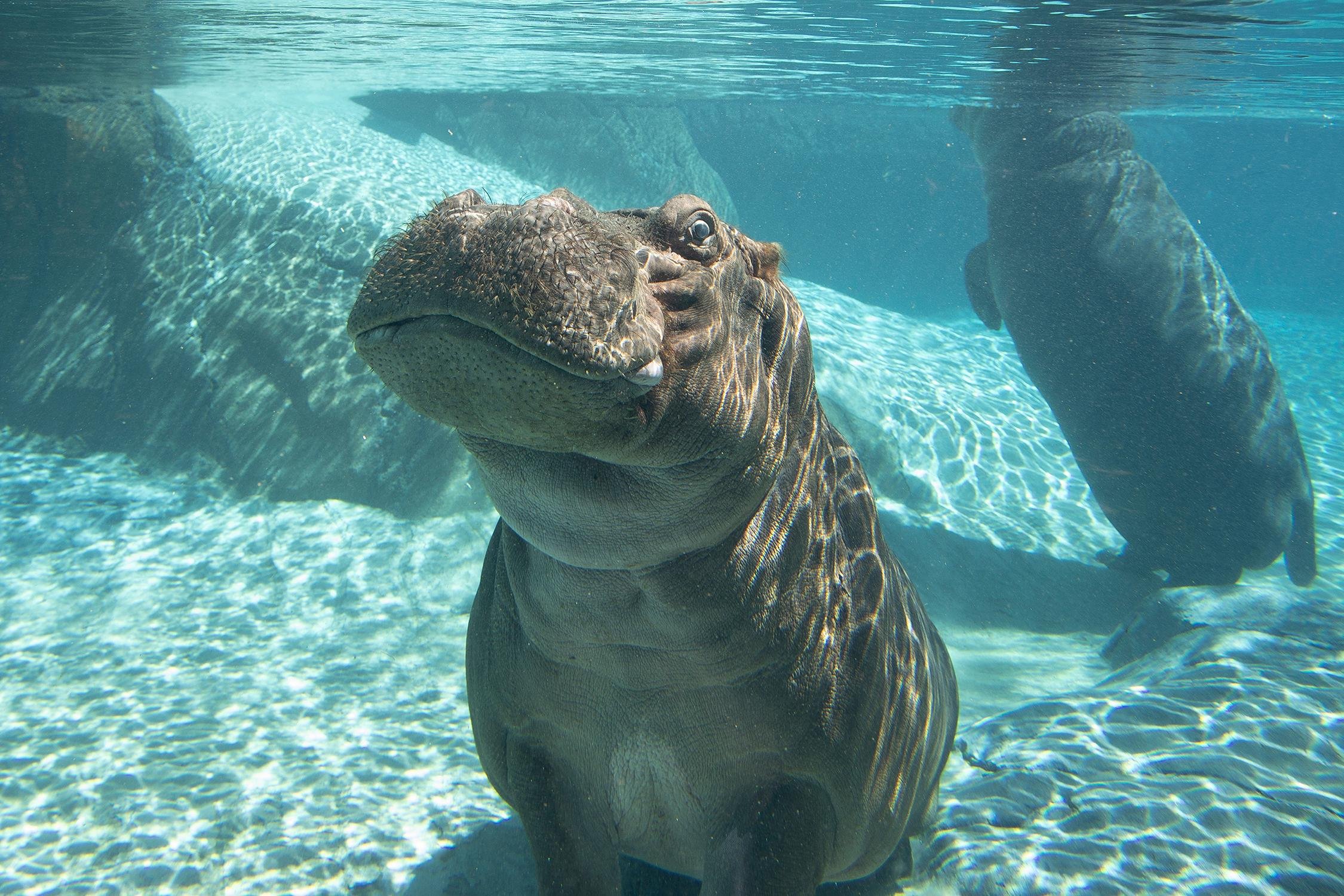 Big cats and naturalistic habitats at San Diego Zoo, San Diego, California