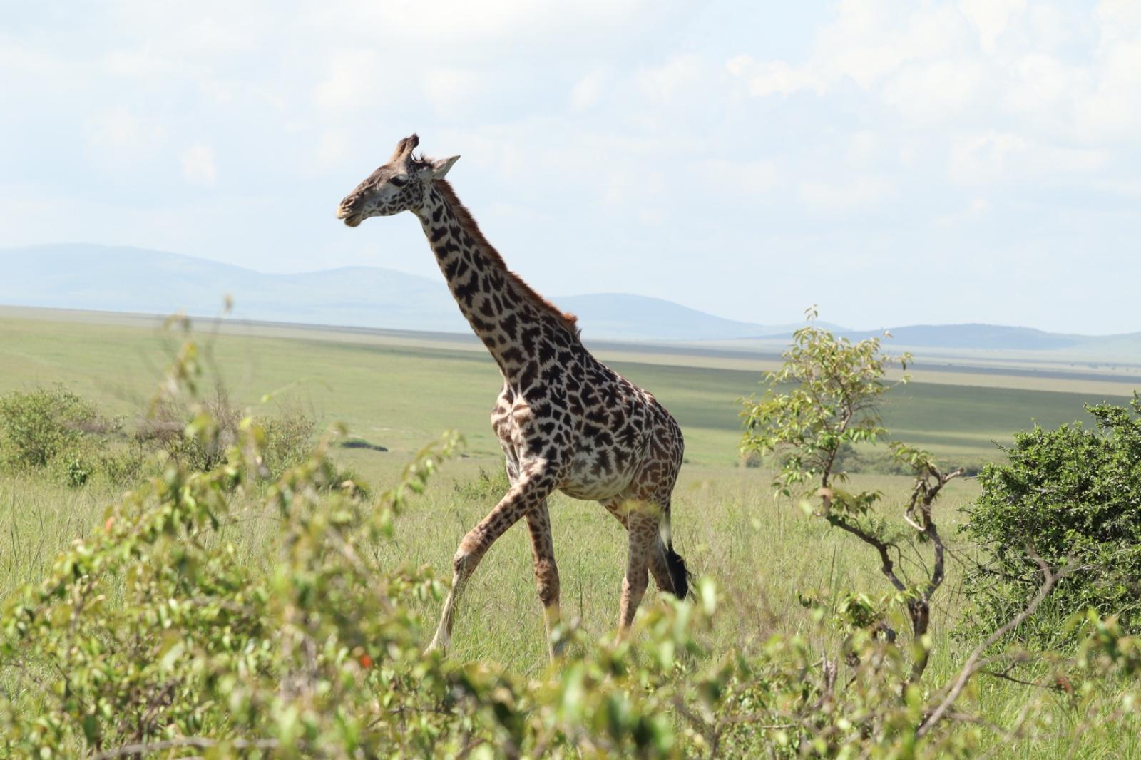 Maasai Mara Express: 1-Day Safari from Nairobi