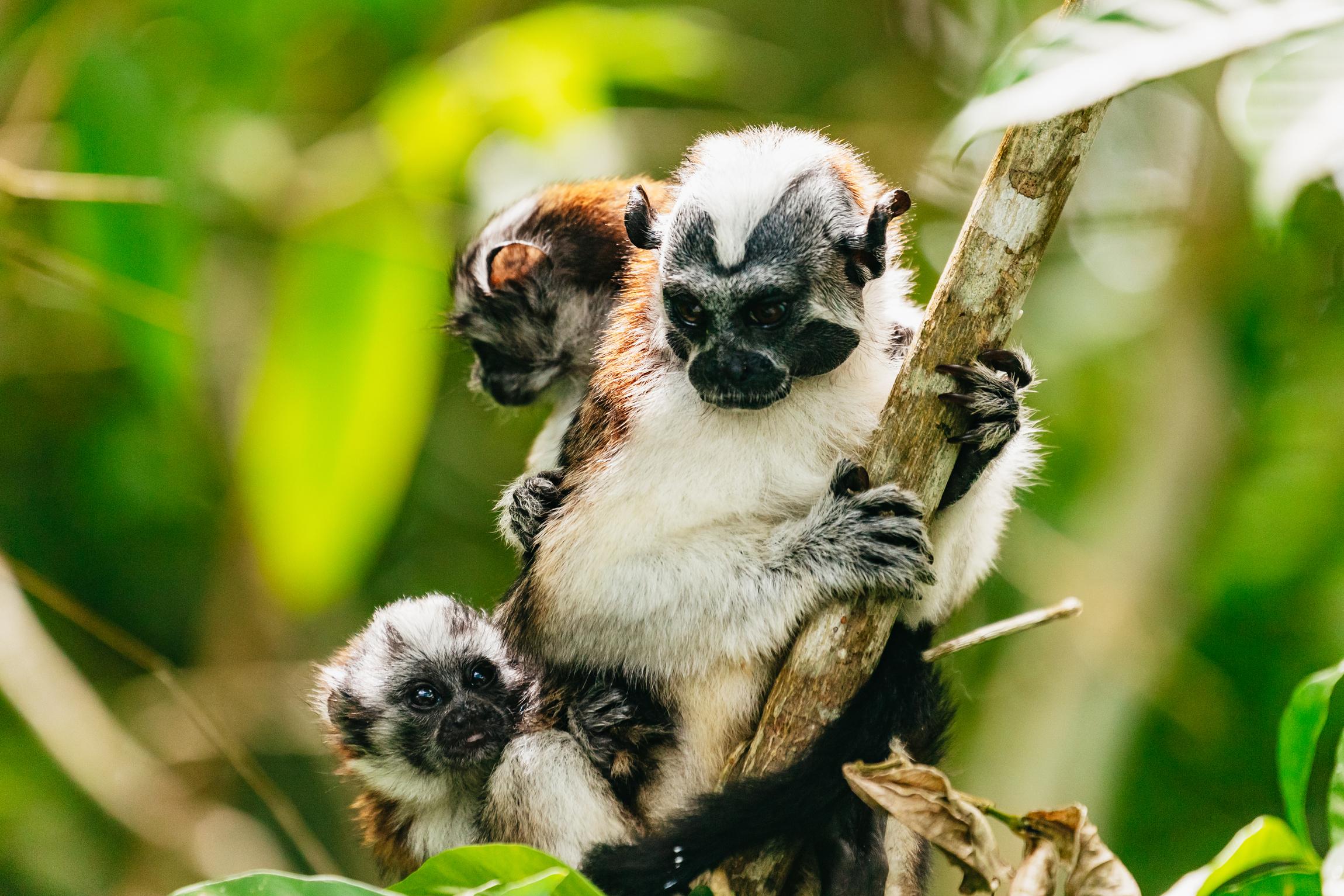 Panama City: Monkey Island Wildlife Boat Expedition