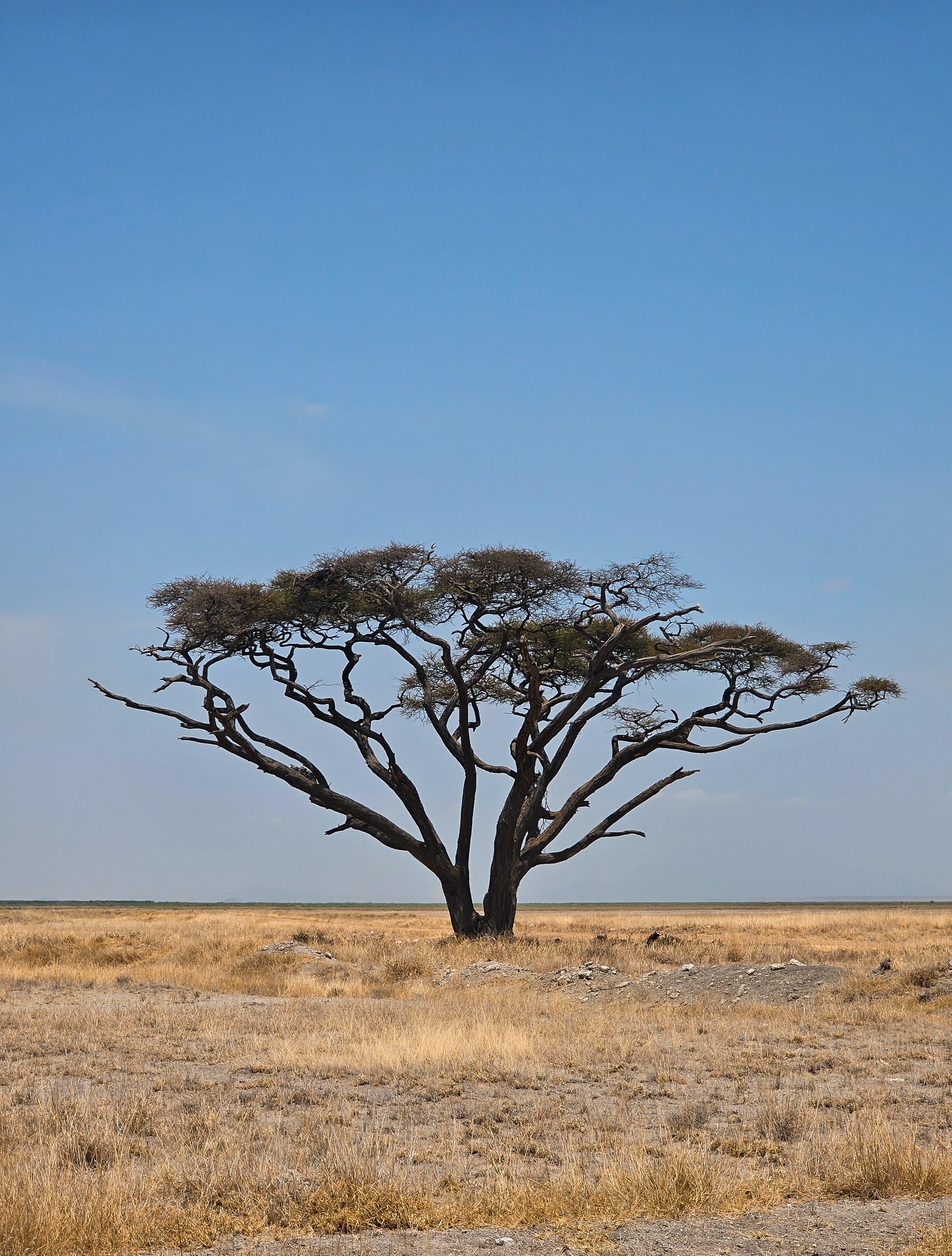 3-Day Masai Mara Safari Adventure from Nairobi