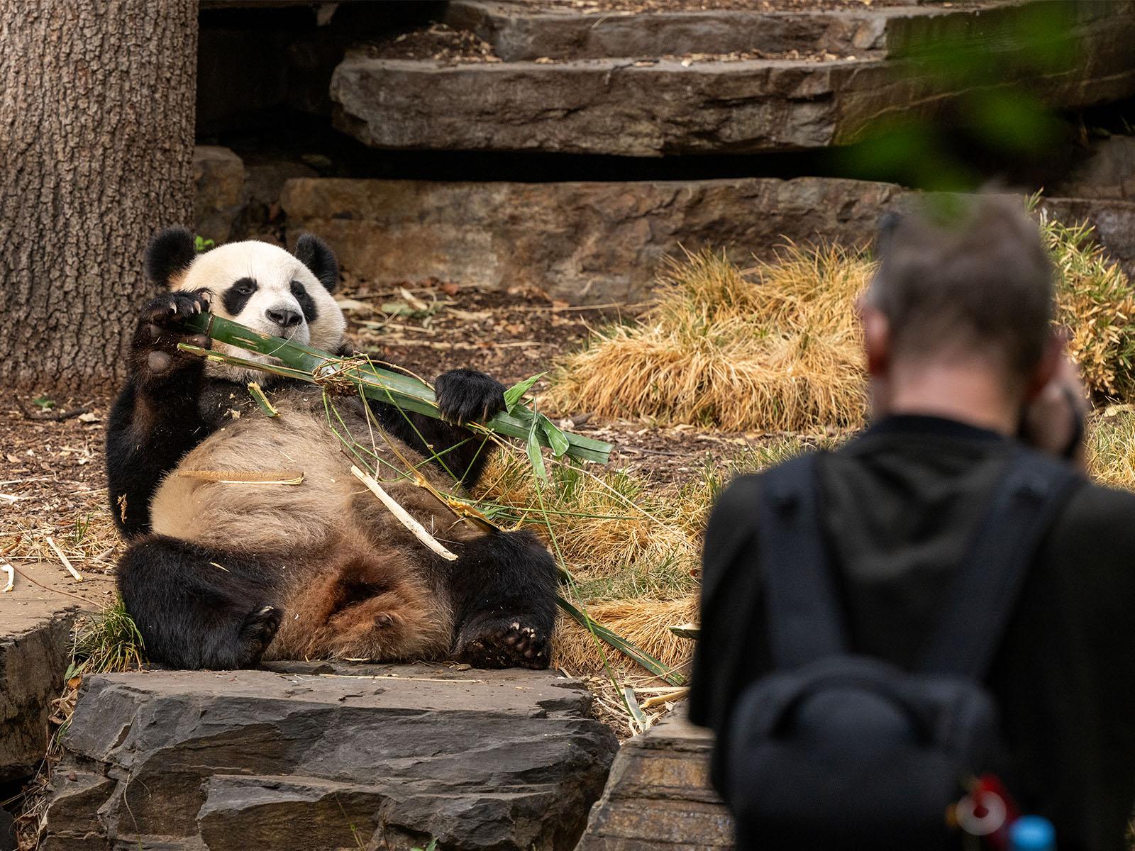 Early Morning Panda & Friends Experience at Adelaide Zoo