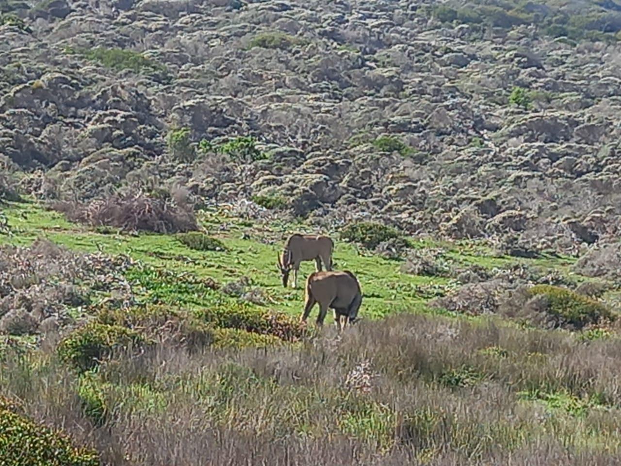 Cape Town: Big Five Sunset Safari at Aquila Game Reserve