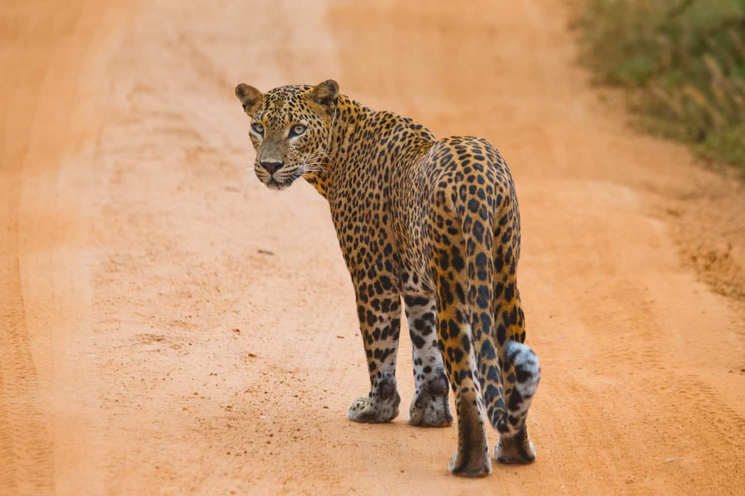 Yala National Park Safari Expedition