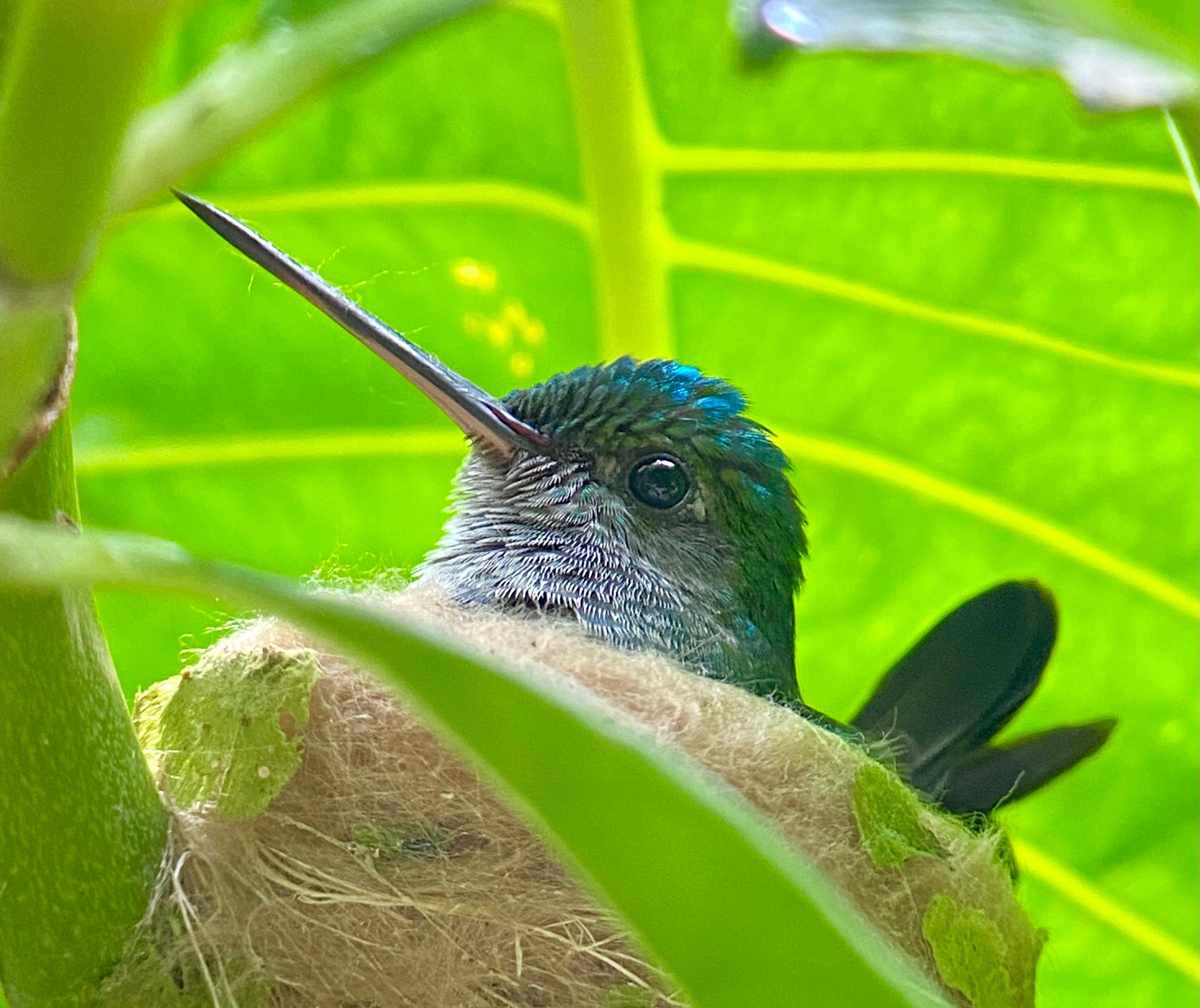 Manuel Antonio National Park: Naturalist-Led Wildlife Walking Tour