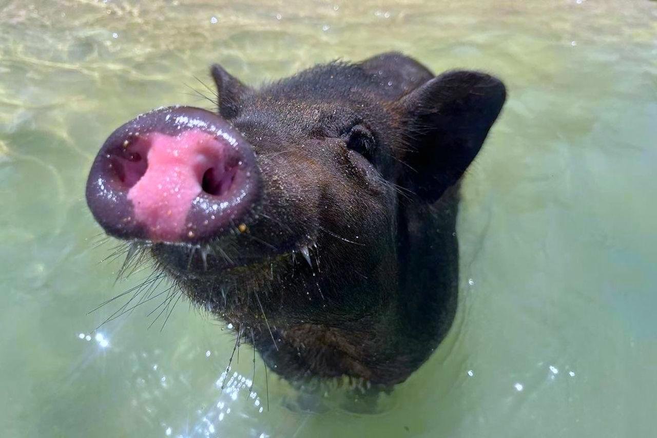 Private Longtail Boat Tour: Koh Madsum Pig Island & Snorkeling