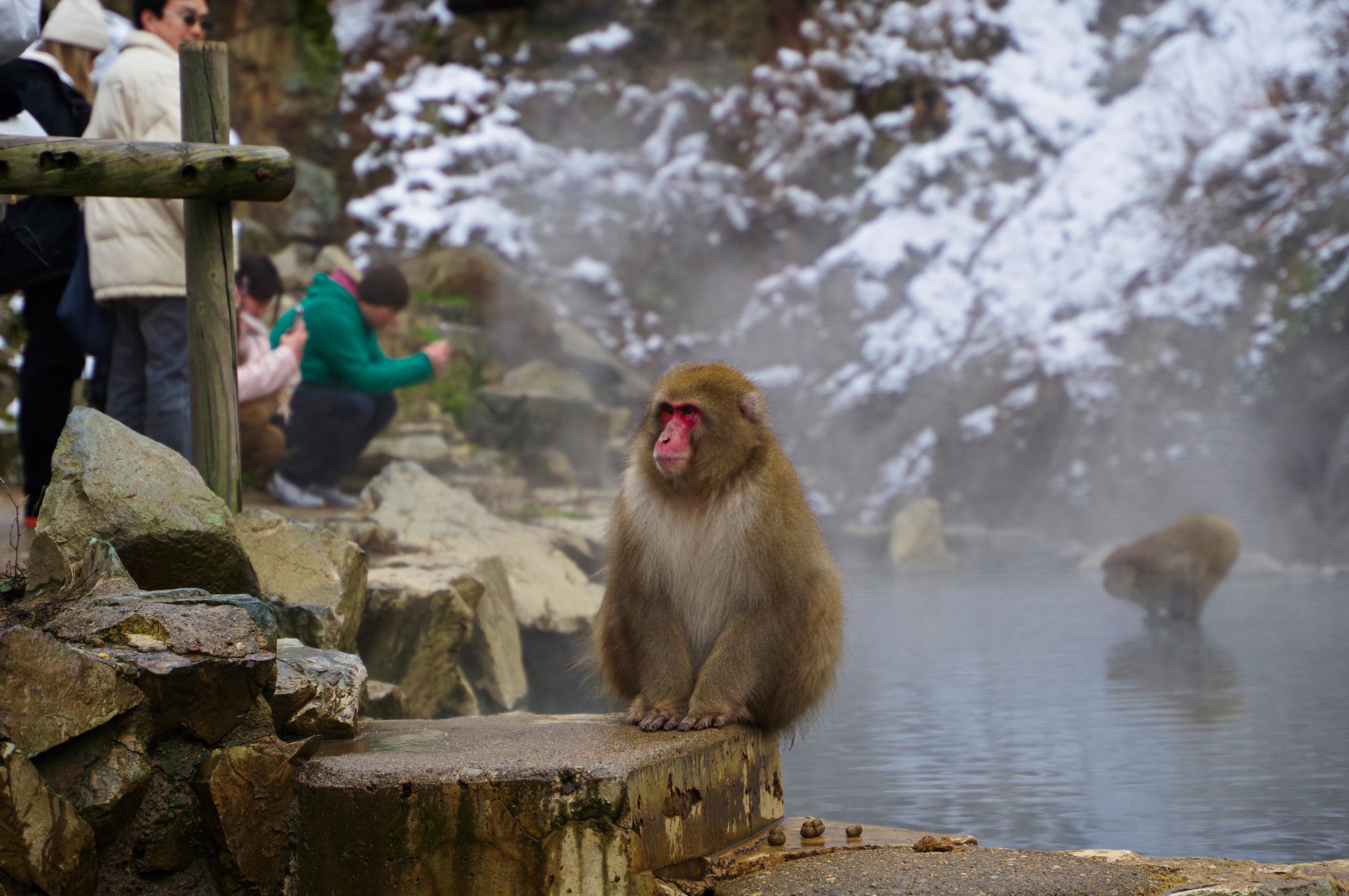 Nagano Snow Monkeys, Obuse & Sake Tasting Small-Group Tour