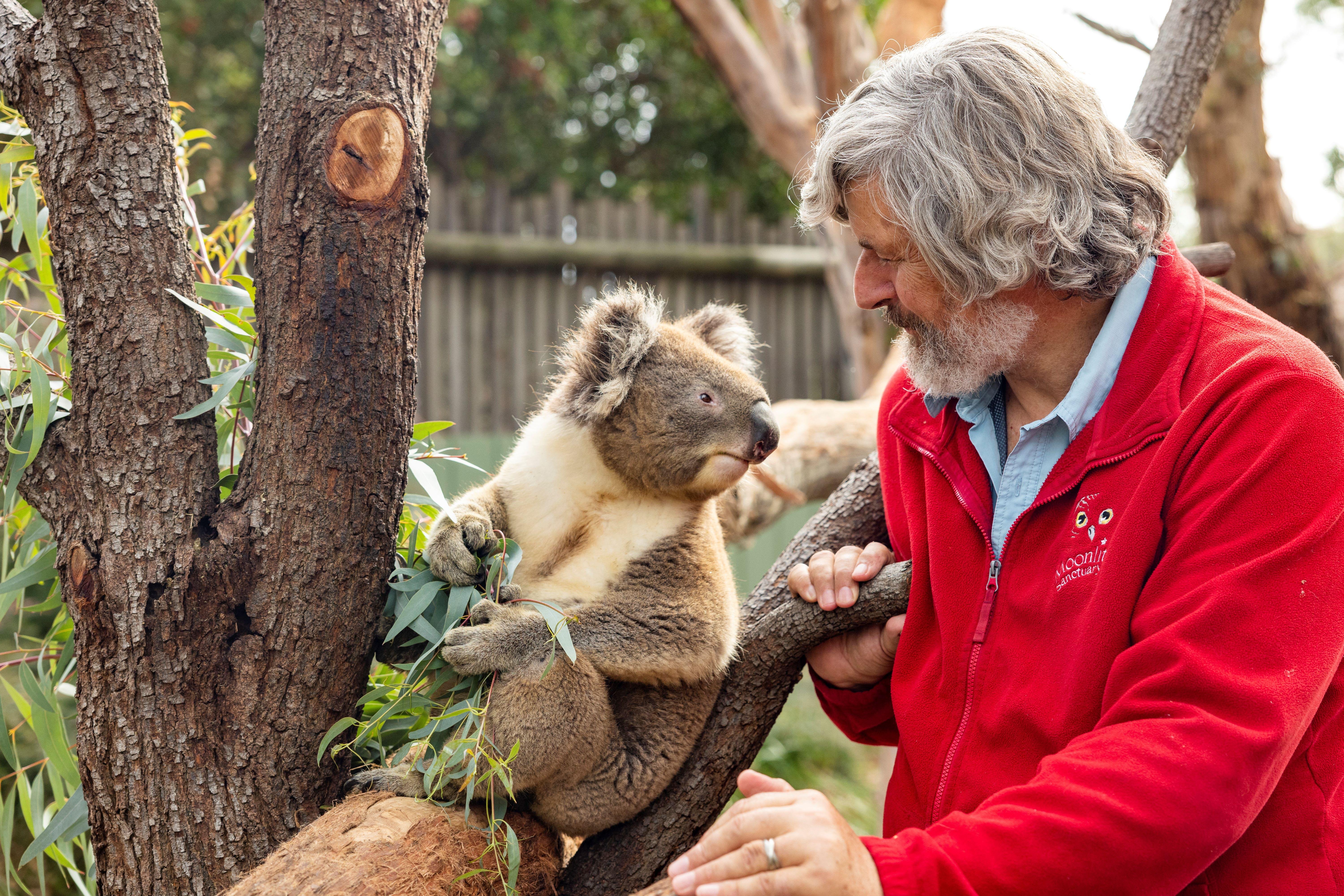 Luxury Phillip Island Penguin Parade & Wildlife Small-Group Tour