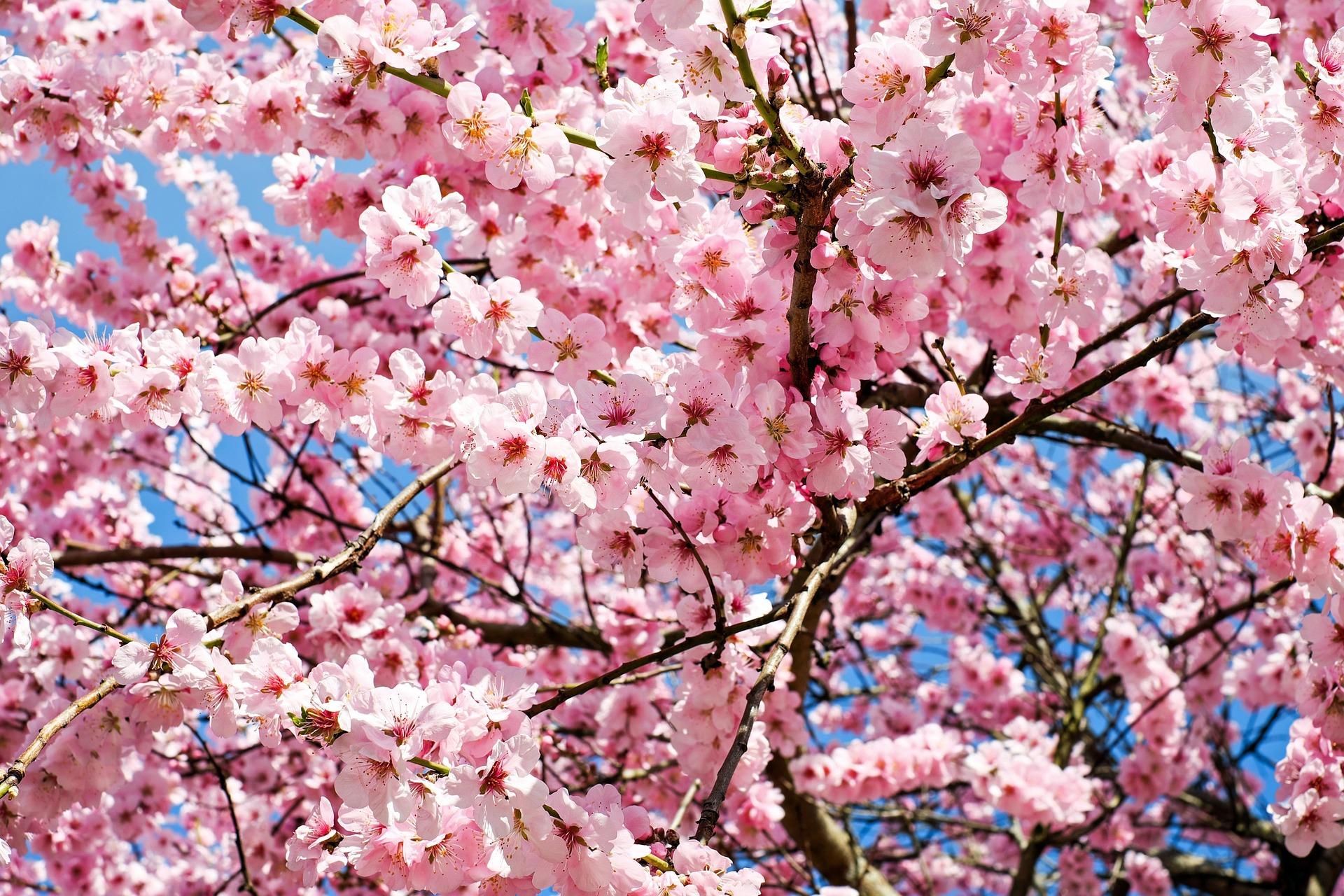 Osaka: Nagai Park & Botanical Garden Private Photo Walk