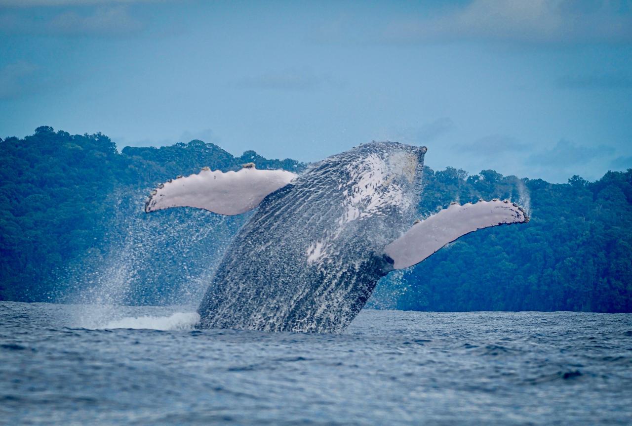 Uvita Whale Watching & Marine Adventure