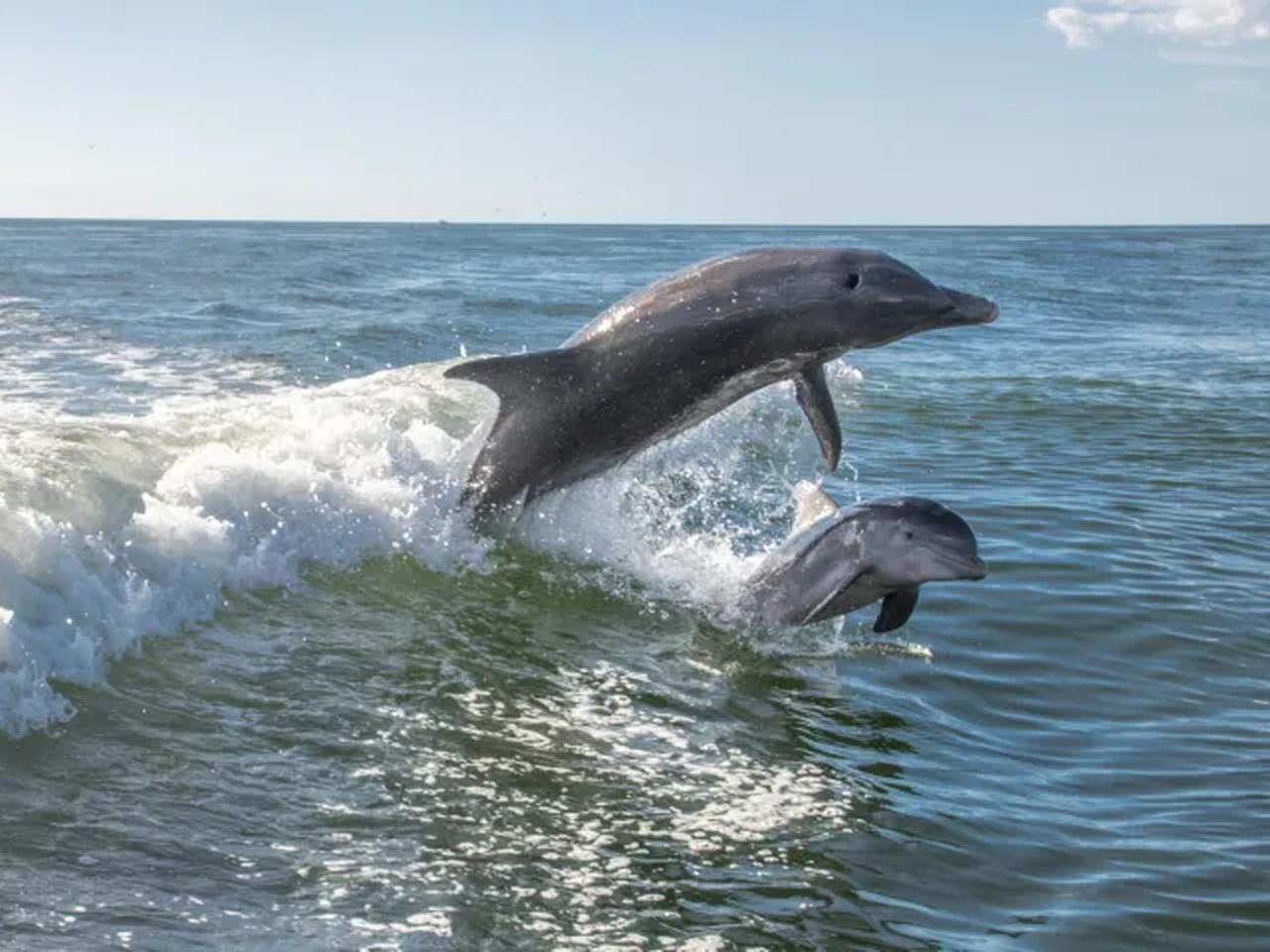 Anna Maria Island Dolphin Watching Cruise