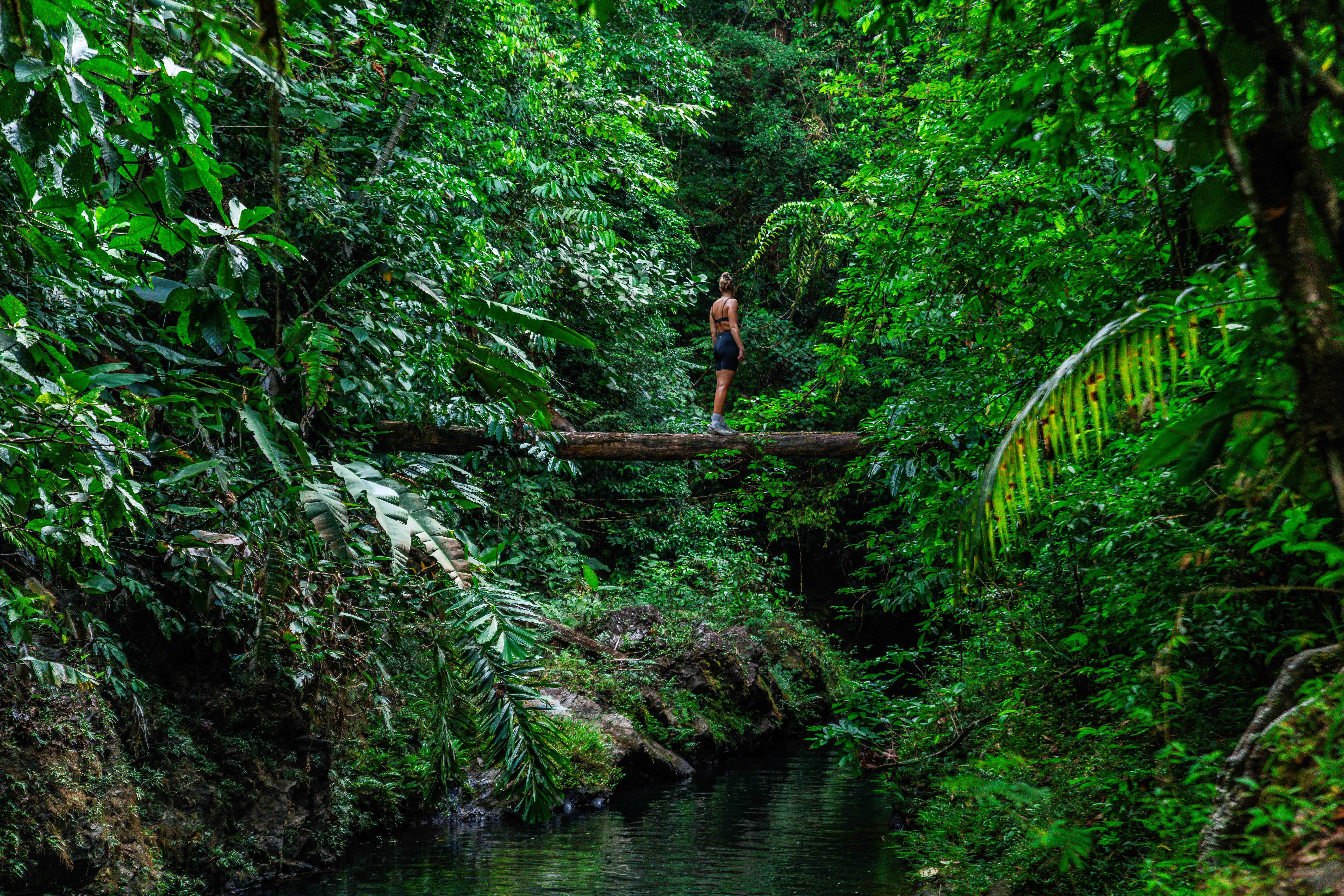 Corcovado National Park: Full-Day Wilderness Hike from Los Planes