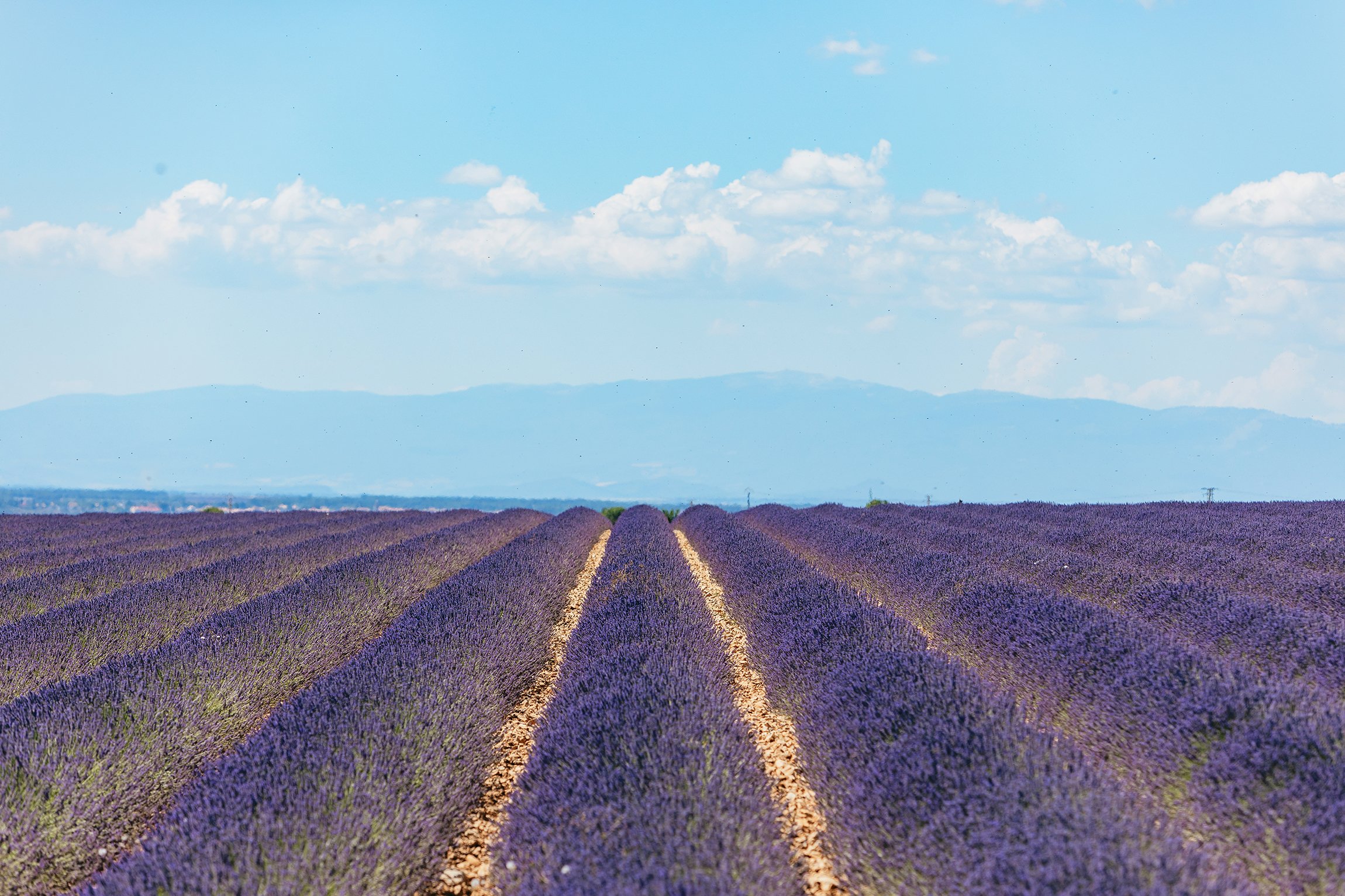 Valensole lavender fields in Provence — guided lavender tour photo 14