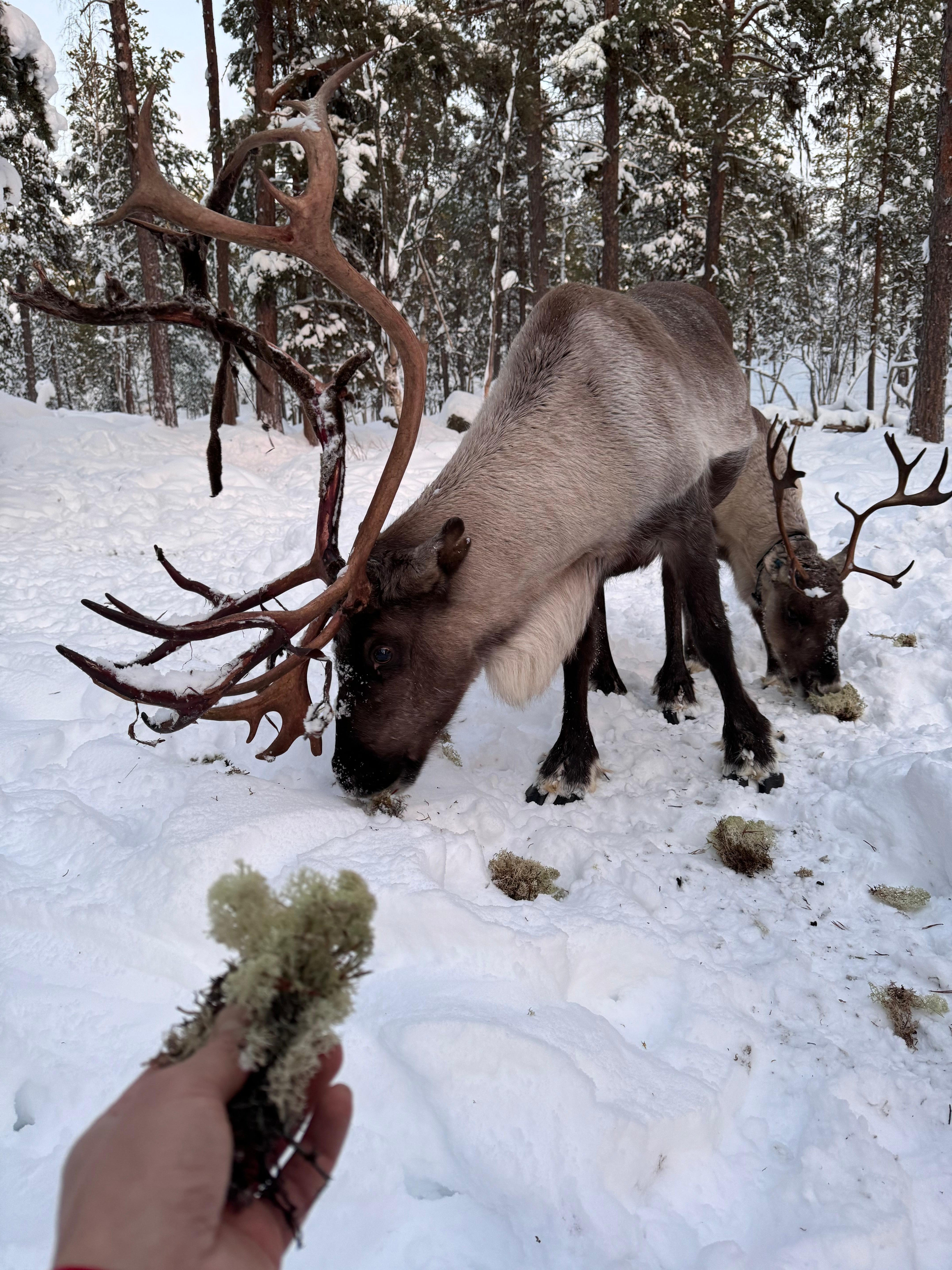 Hand-Feed Reindeer on a Sami Ranch in Inari