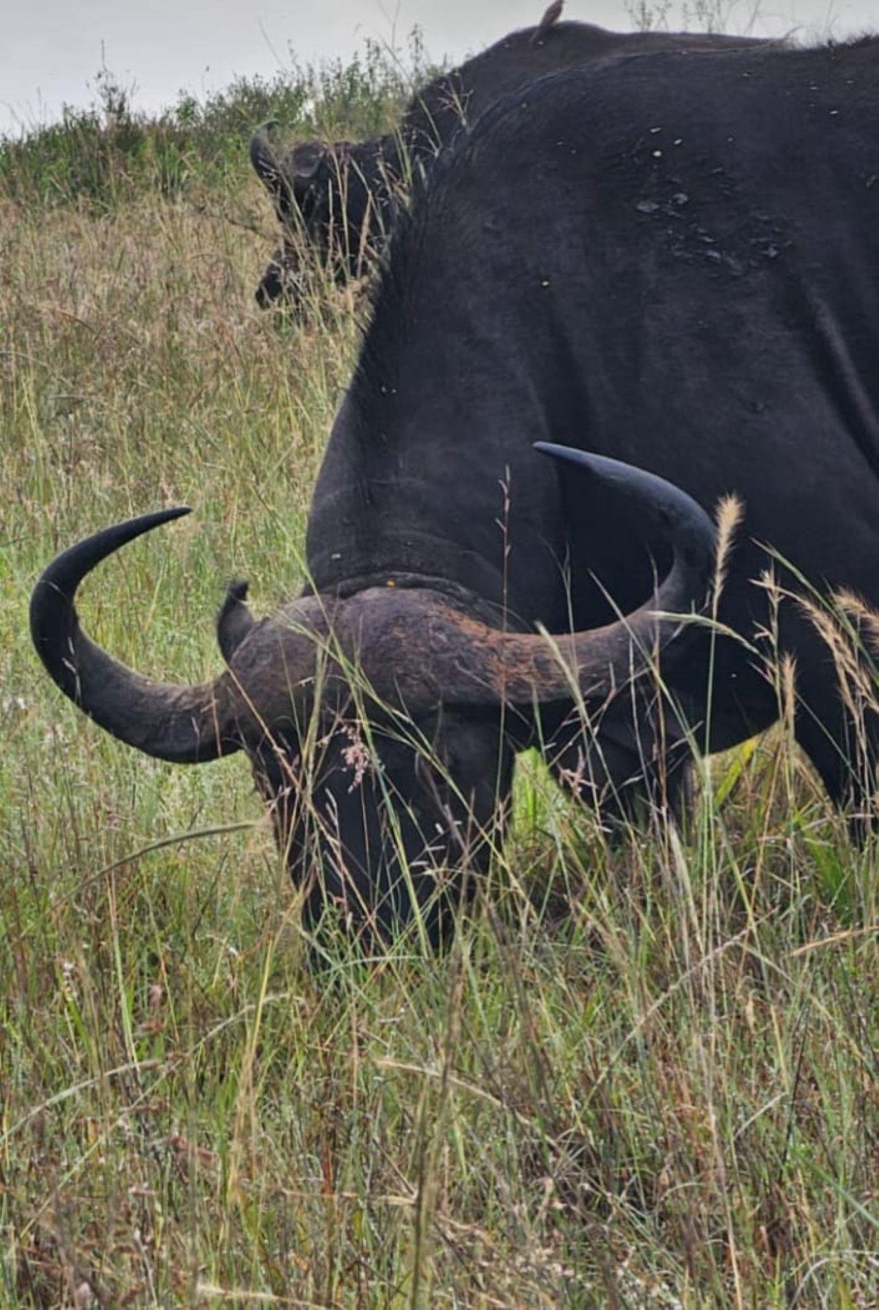 3-Day Maasai Mara Shared Jeep Safari from Nairobi