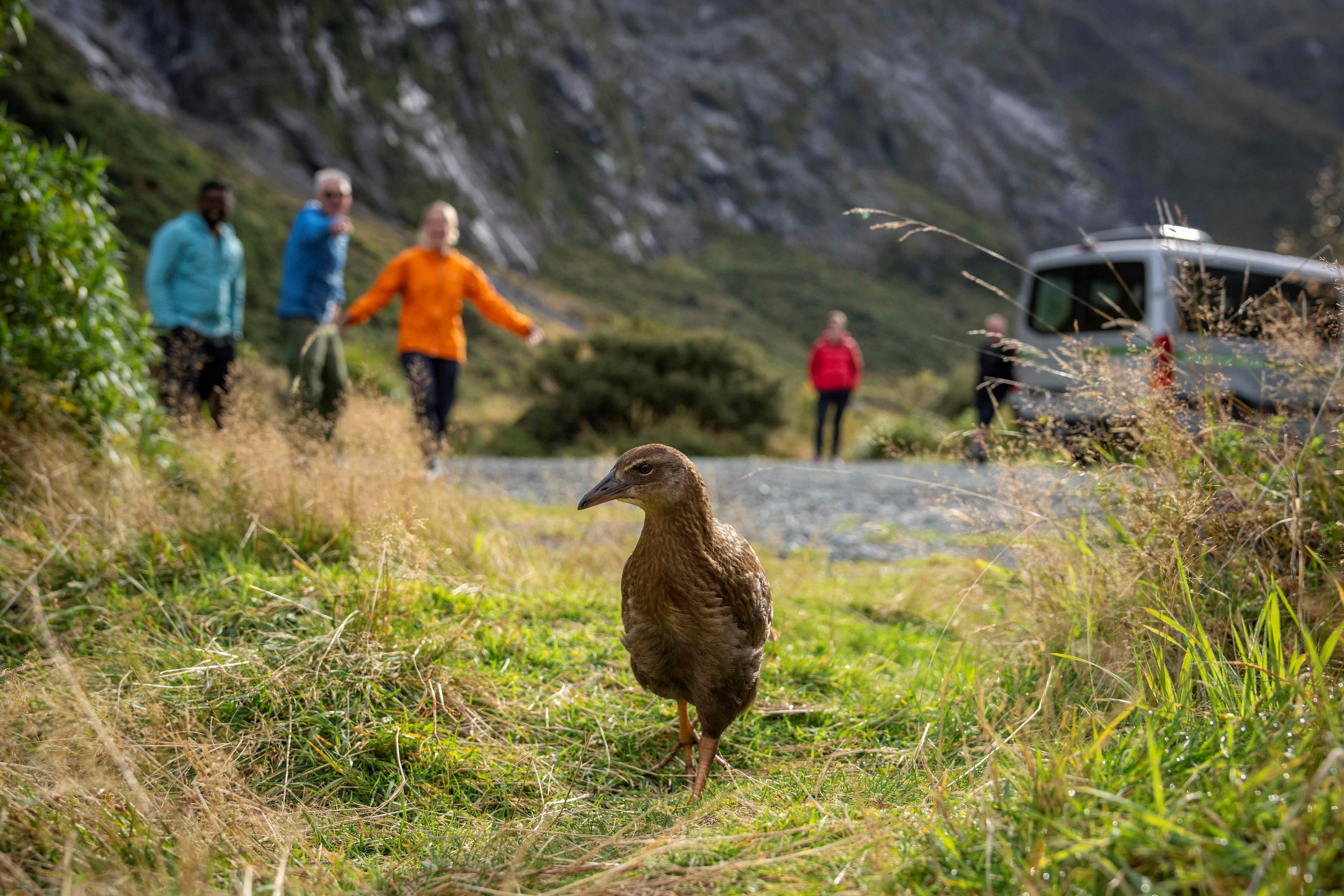 Milford Sound tour photo — image 4