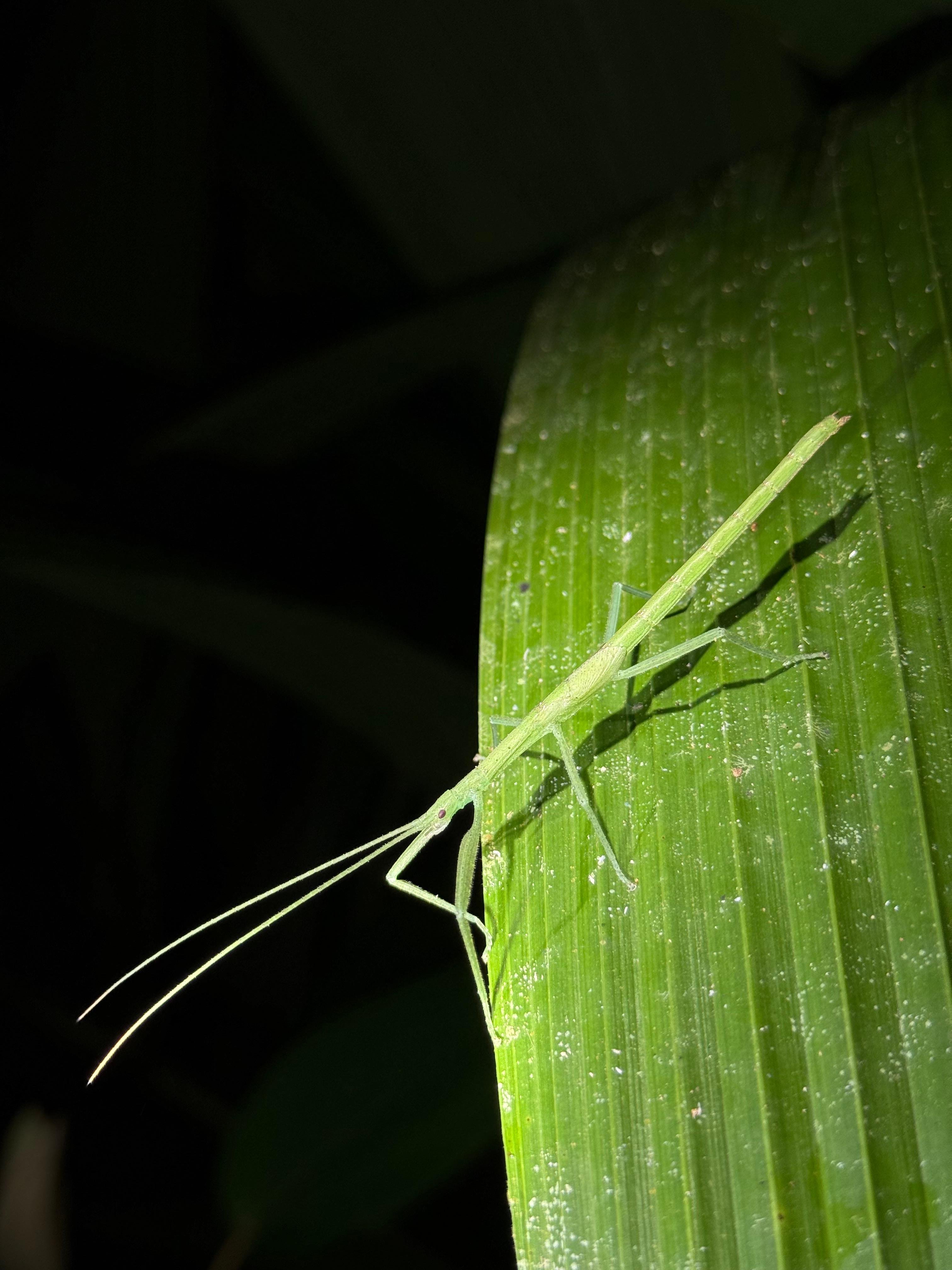 Manuel Antonio Night Wildlife Walk with Expert Naturalist