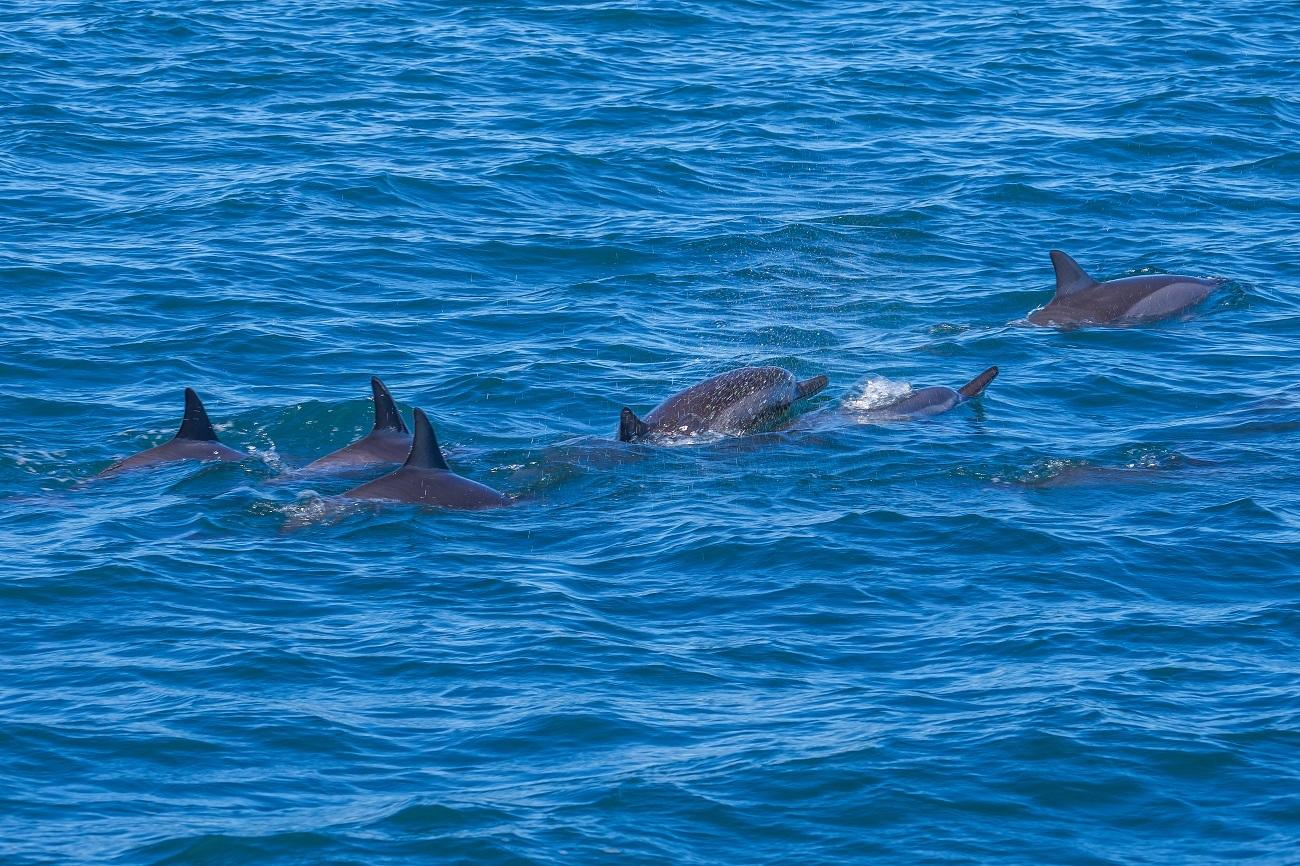 Ile aux Bénitiers Speedboat Tour: Dolphins & Island Lunch