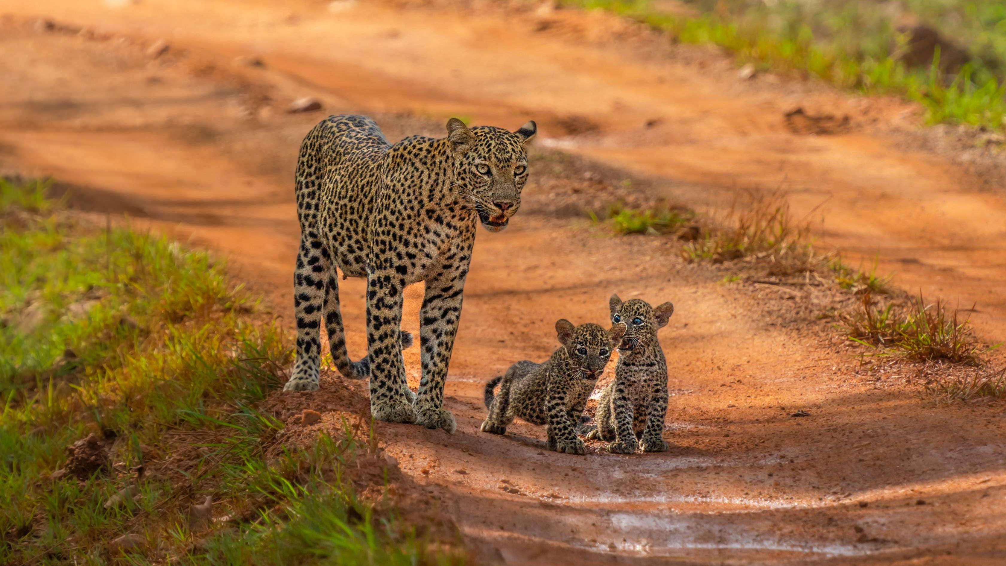Yala National Park 4WD Safari: Half-Day & Full-Day