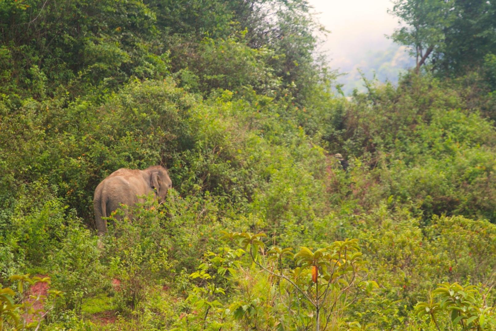 Chiang Mai: Ethical Elephant Tour & Pad Thai Cooking