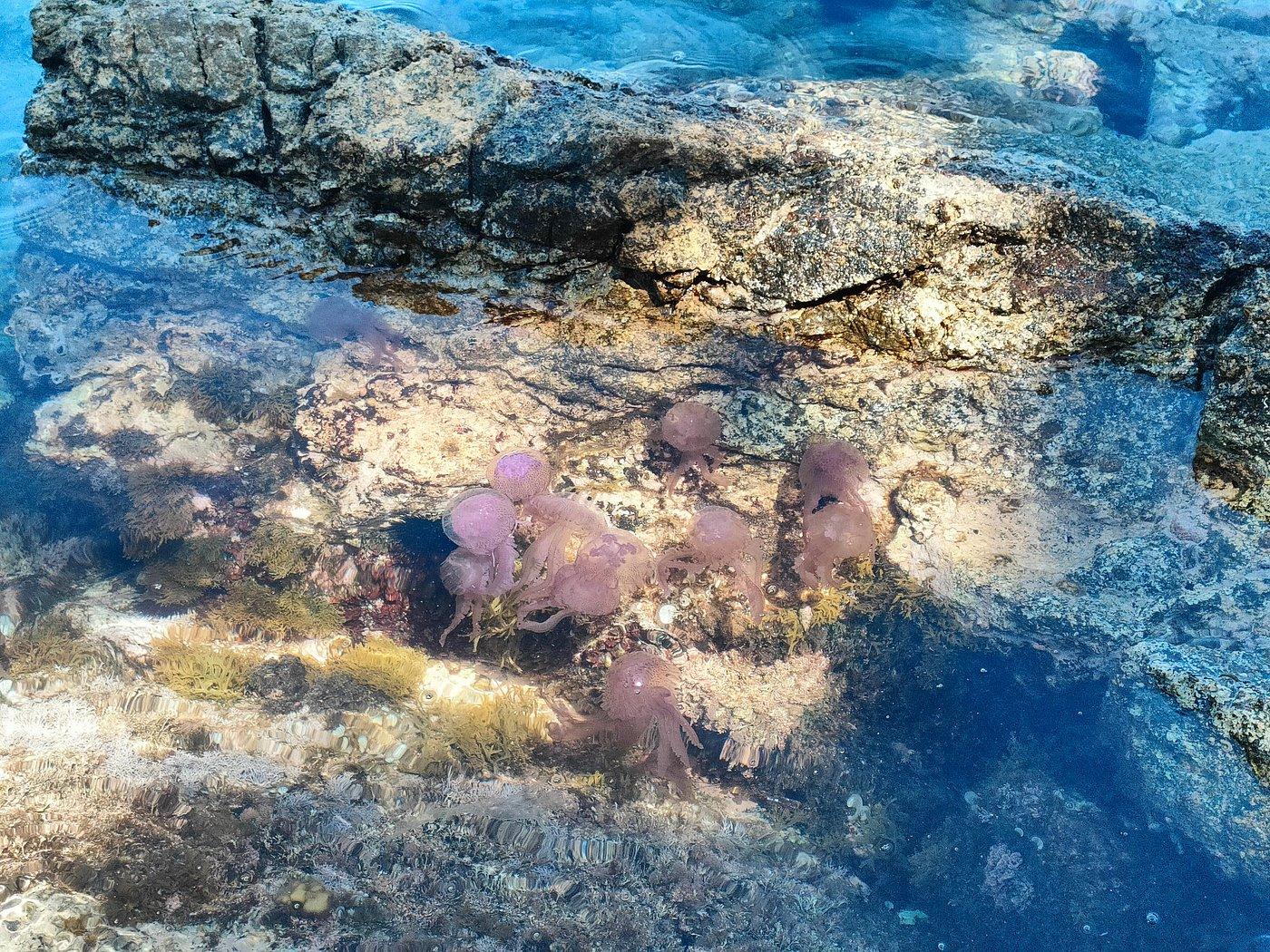 Dubrovnik: Full-Day Elaphite Islands Cruise