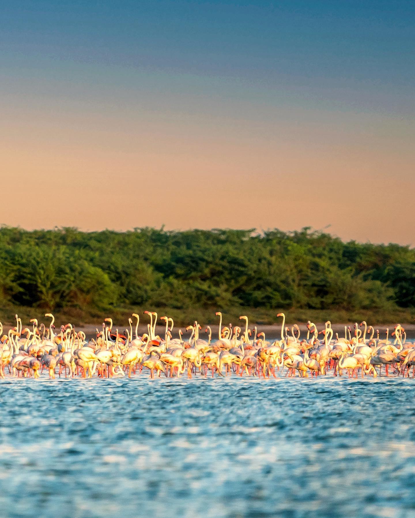 Full-Day Wilpattu National Park Safari Adventure