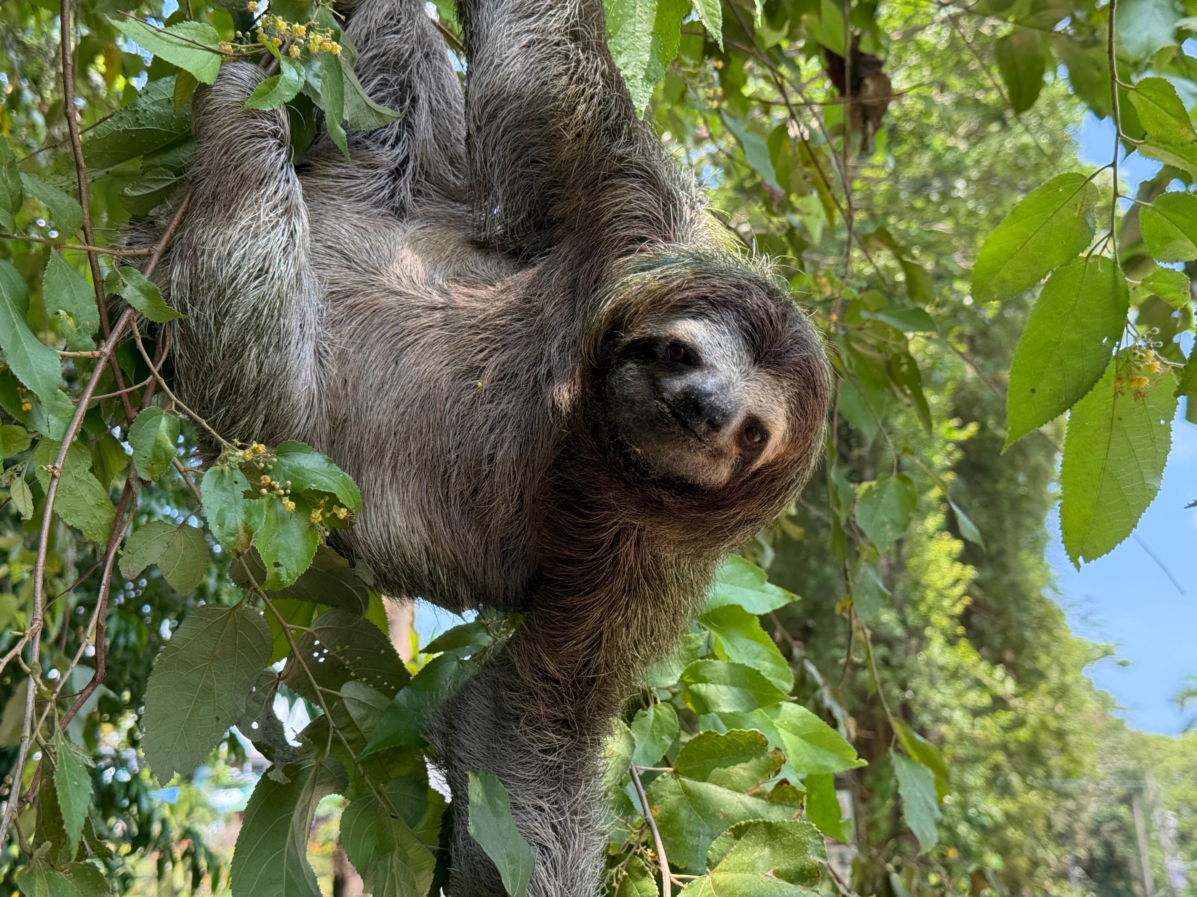Manuel Antonio National Park: Wildlife Guided Tour with Entrance Fee