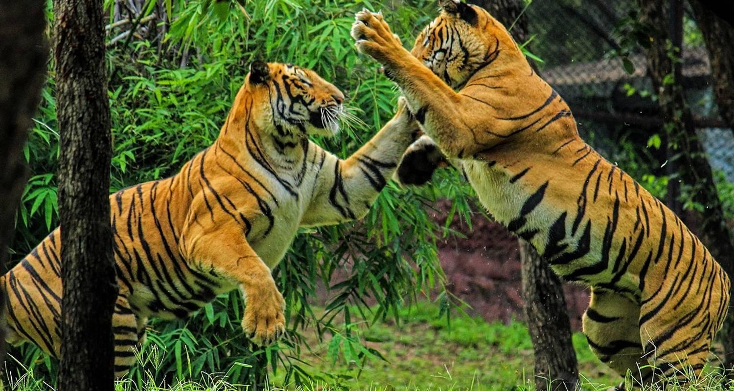 3-Day Ranthambore Tiger Safari Expedition from Delhi