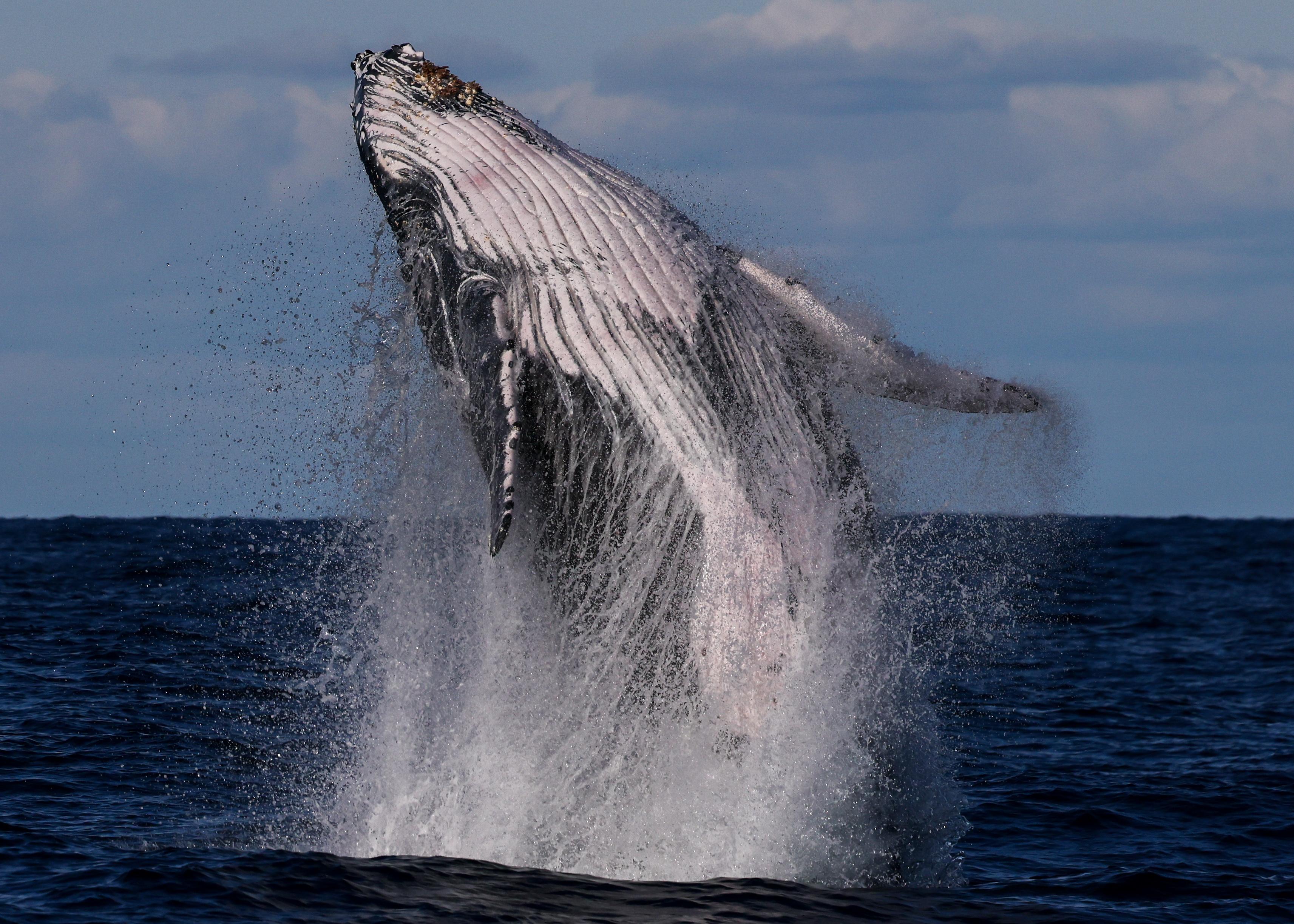 Sydney whale watching cruise — humpback whales off Sydney Harbour Heads — image 3