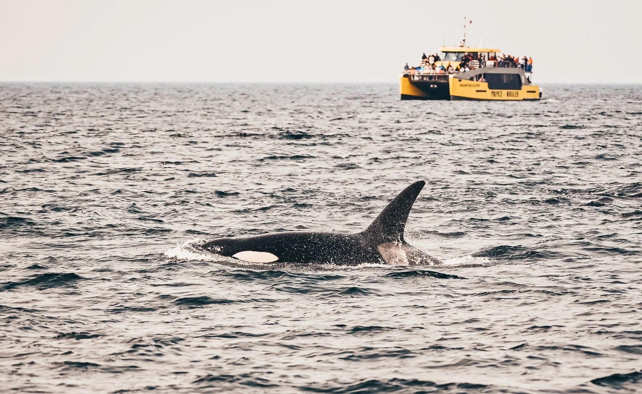 Open upper viewing deck of the Salish-Sea catamaran — guests scanning for orcas off Vancouver