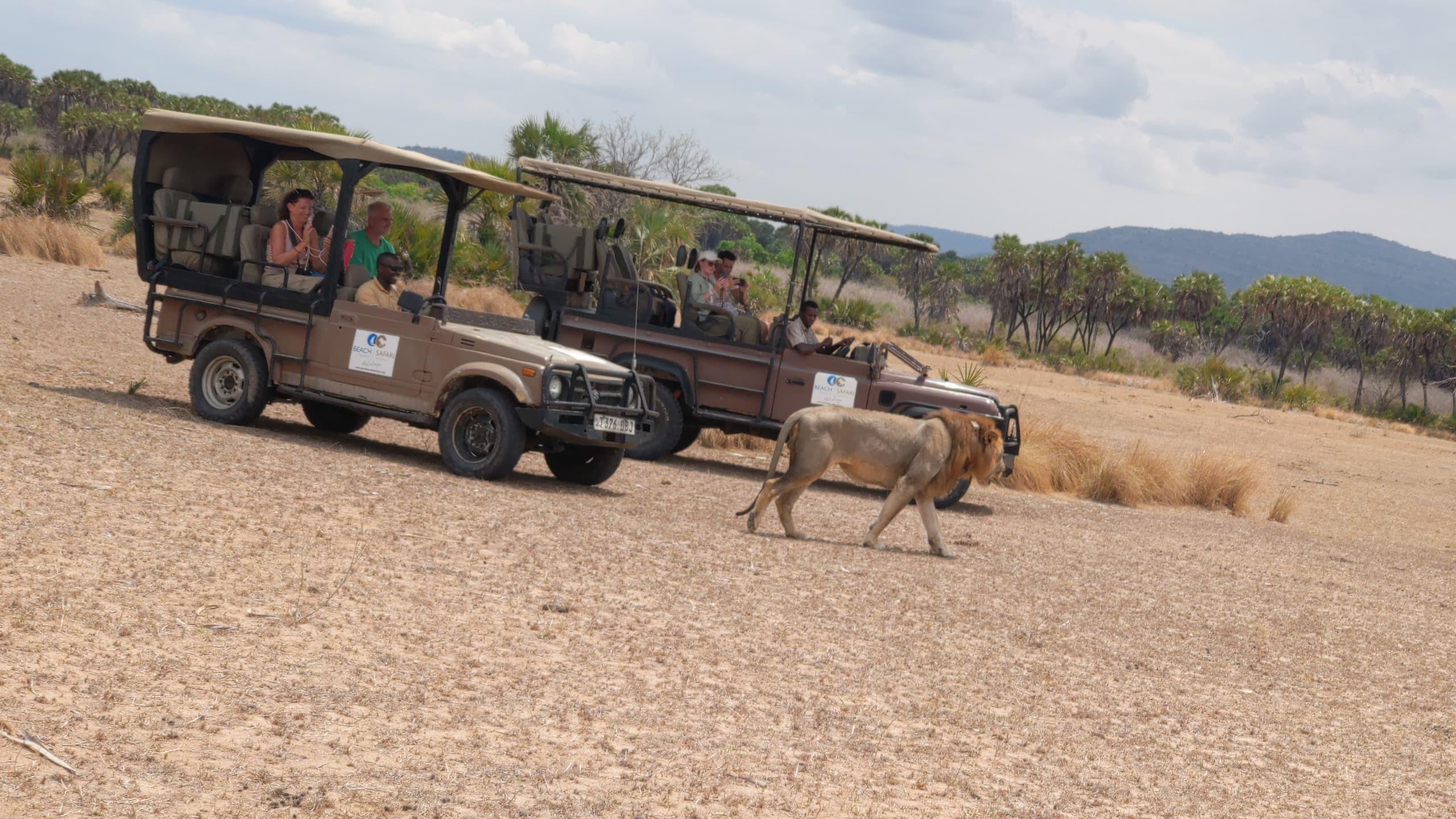 Zanzibar to Mikumi: Fly-In Safari Day Trip with Bush Lunch