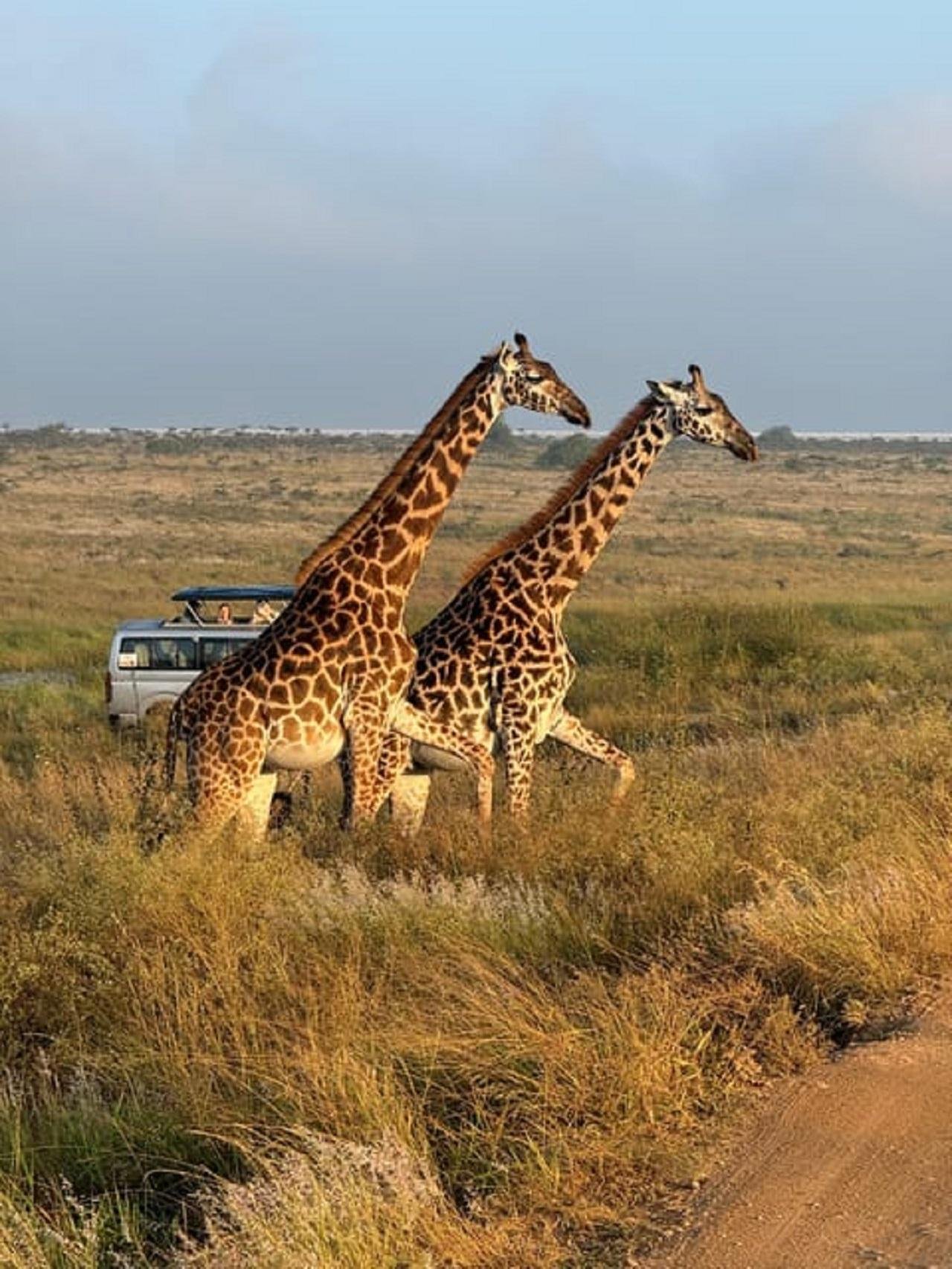 Nairobi Wildlife & History Day Tour