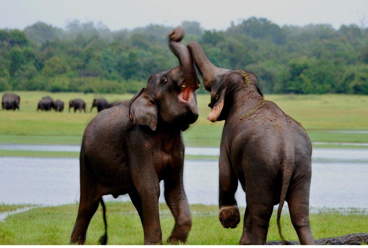 Full-Day Wilpattu National Park Leopard Safari from Anuradhapura