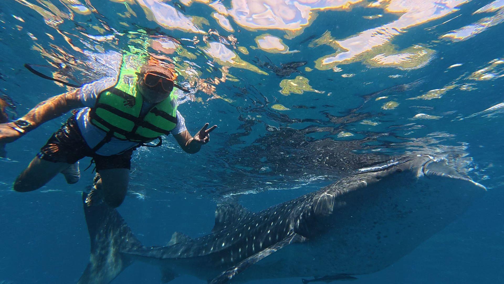 Private Oslob Whale Shark Expedition from Cebu