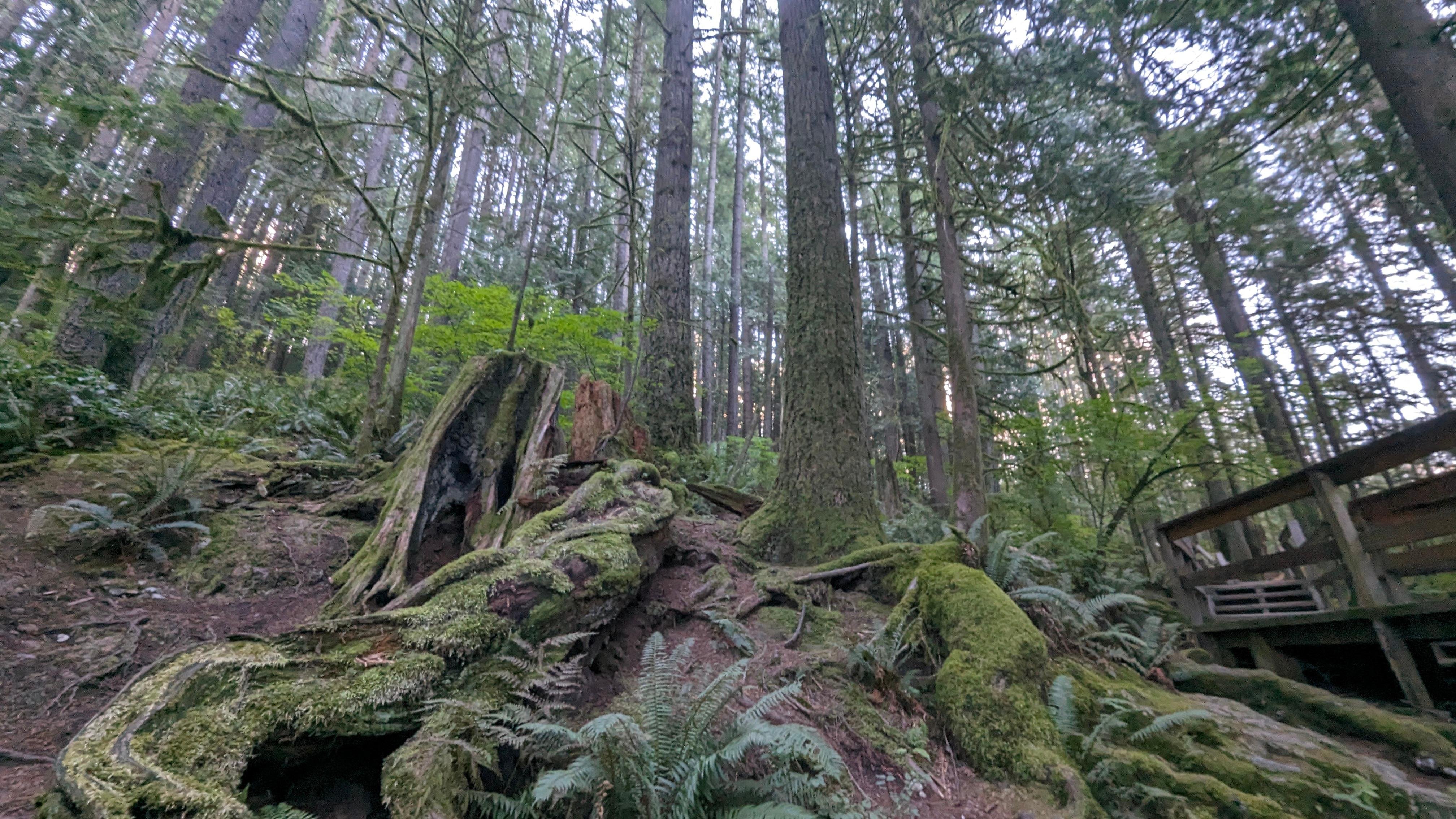 Vancouver North Shore & Capilano Canyon Lights Explorer